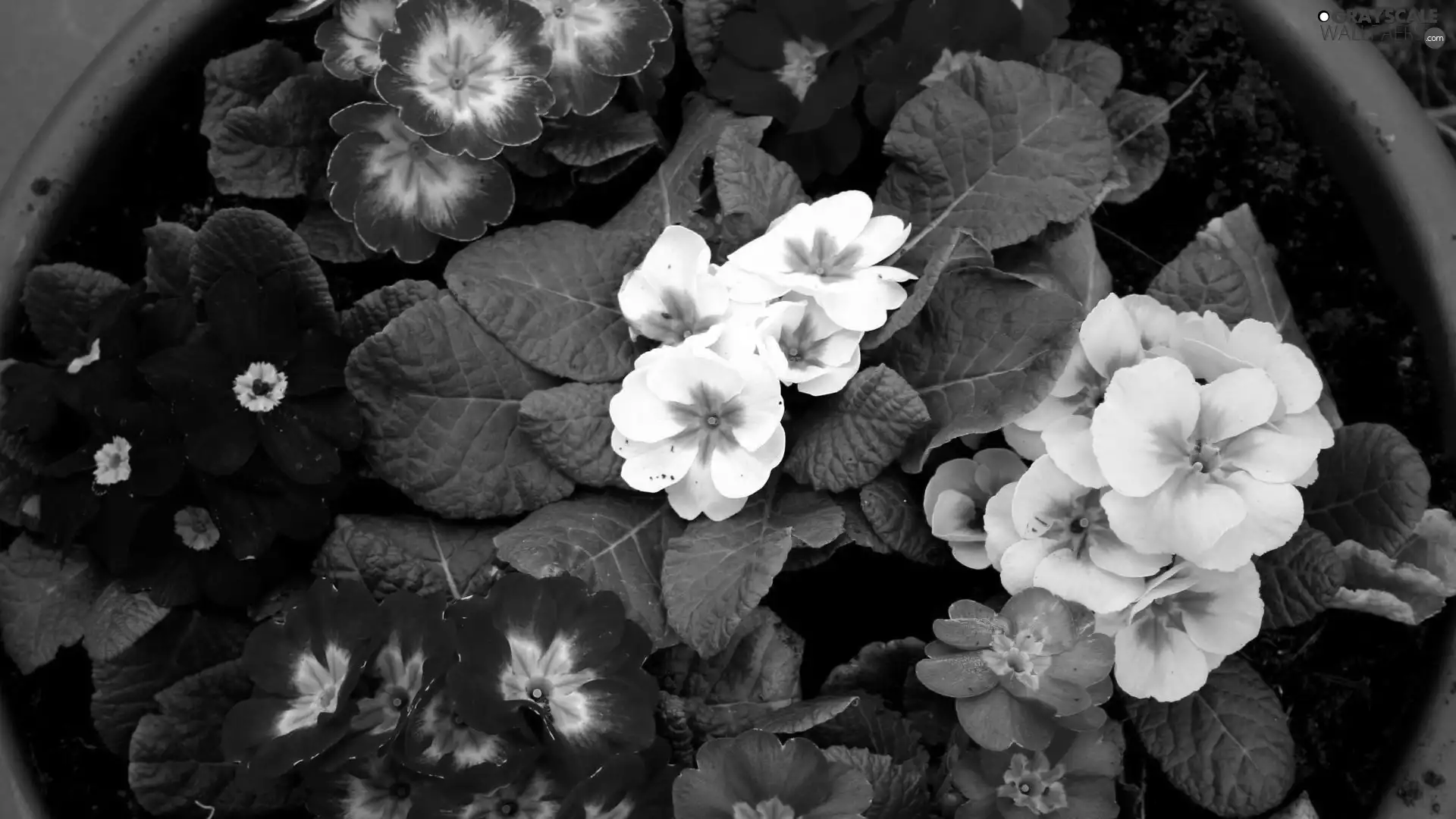 color, Primrose