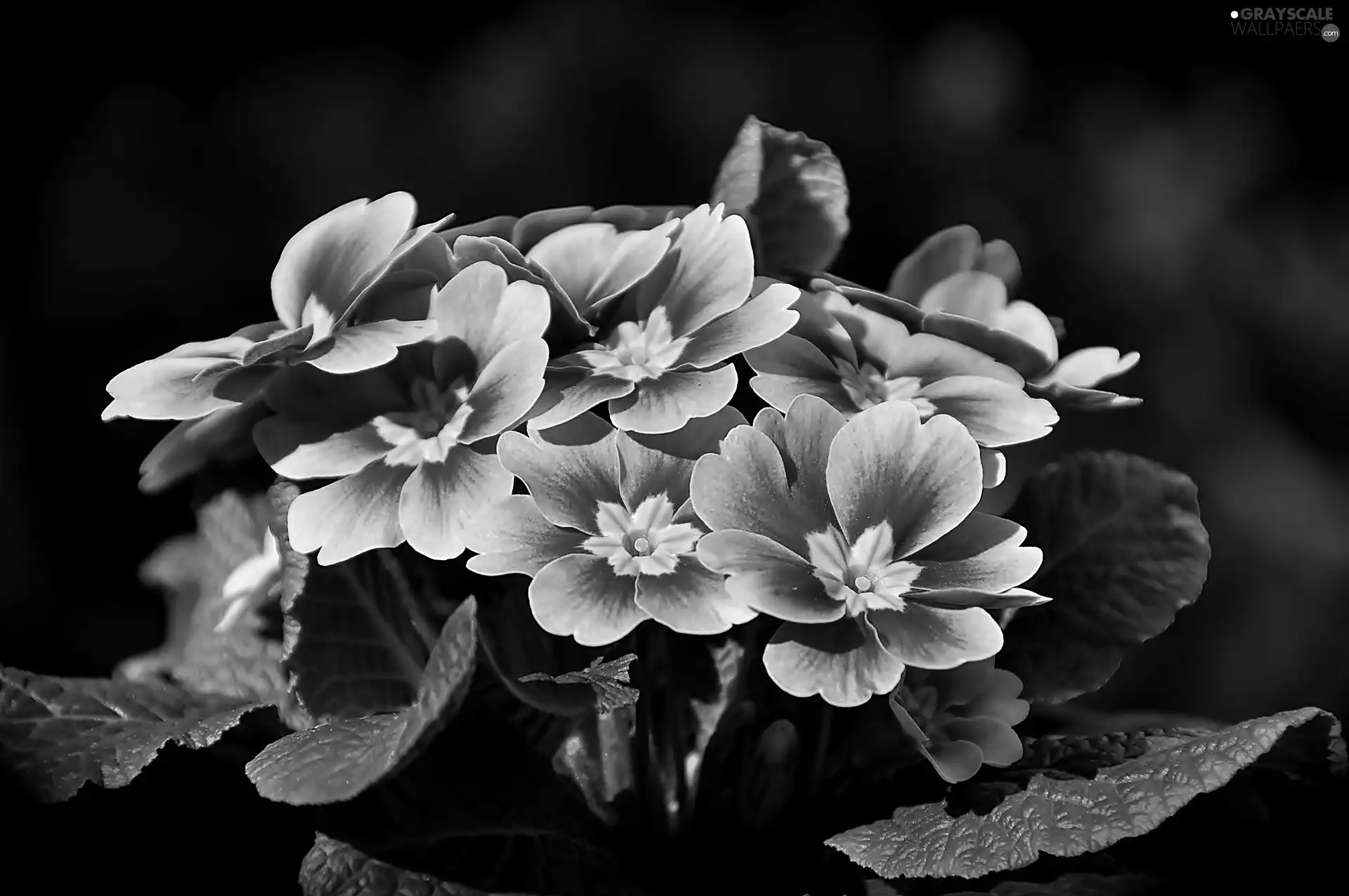primrose, Flowers, primrose