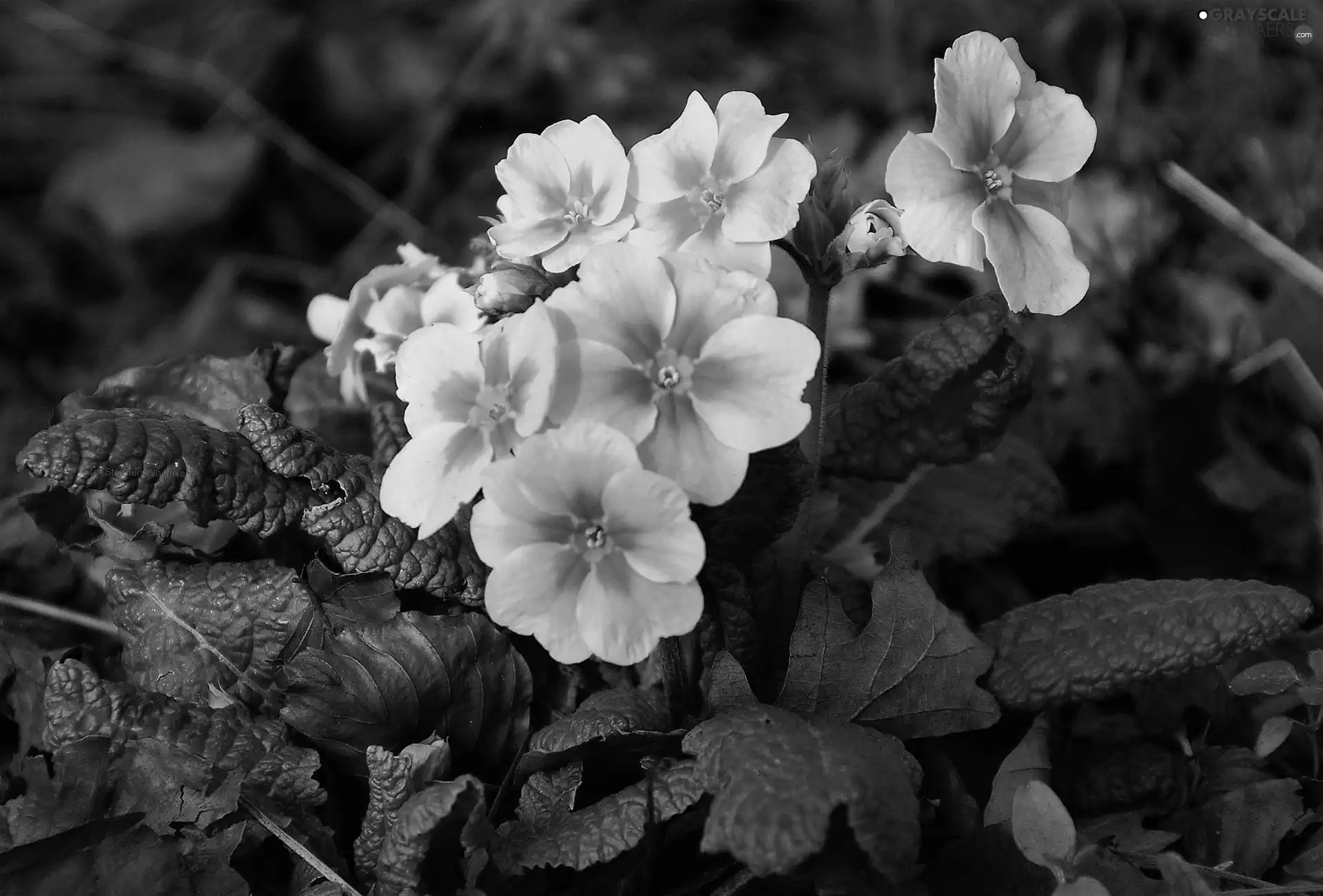 Leaf, Yellow Honda, primrose