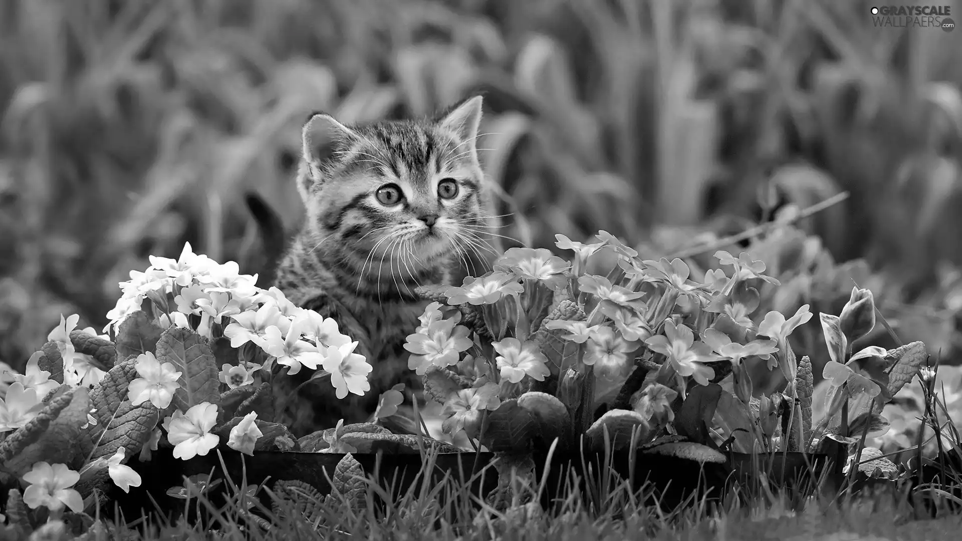 primroses, Gray, kitten