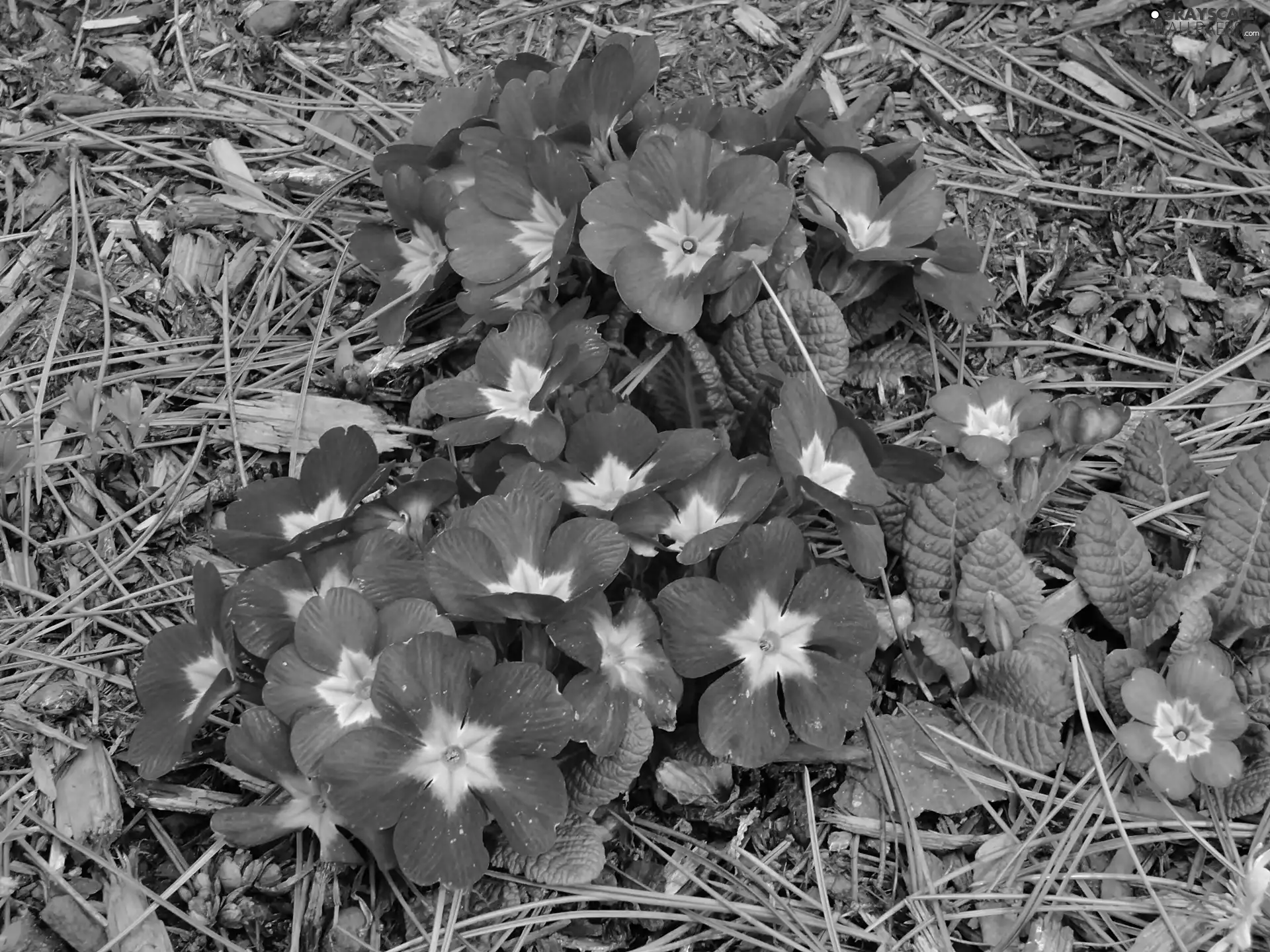 Spring, pink, Primroses, clump