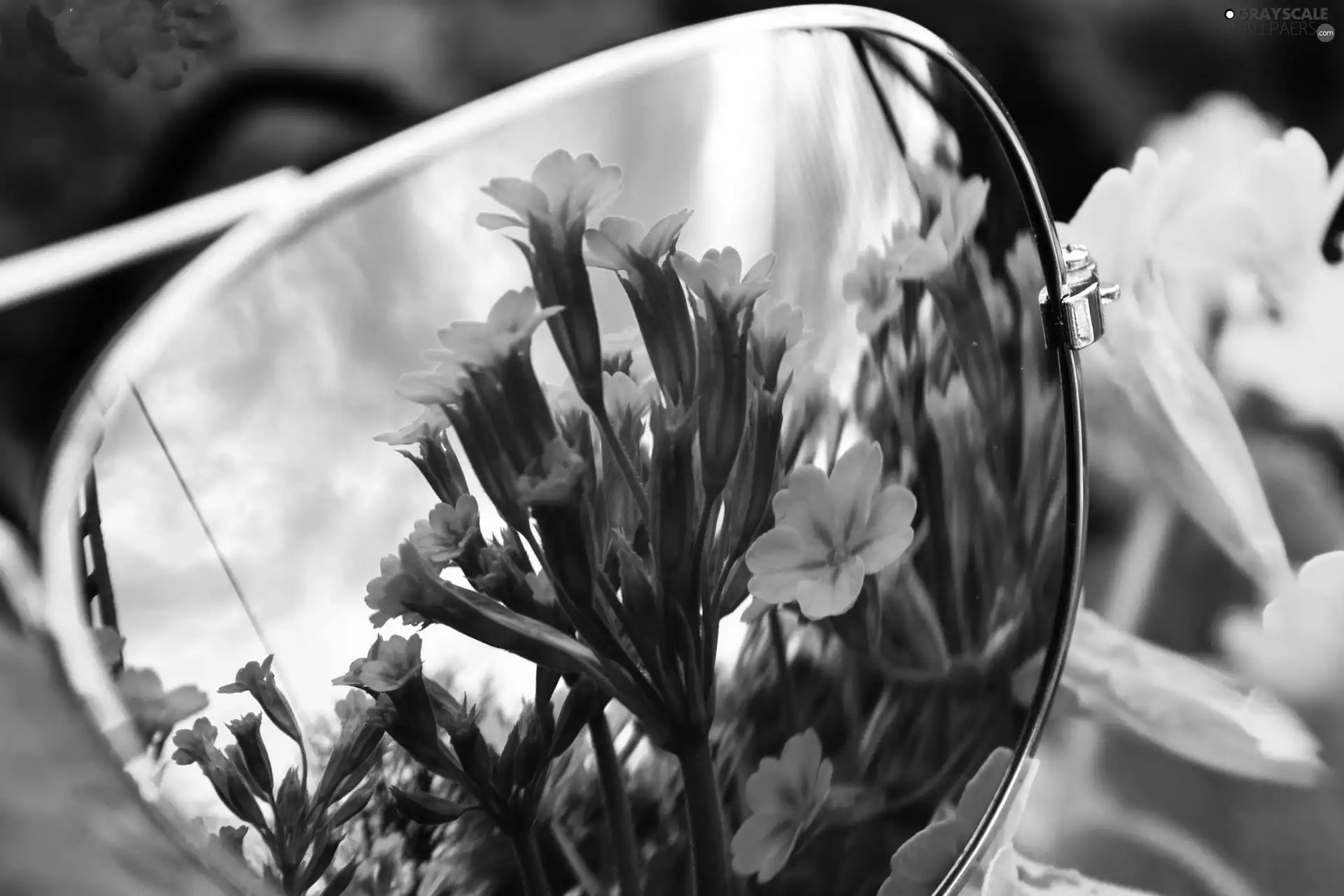 primroses, Glasses, Yellow