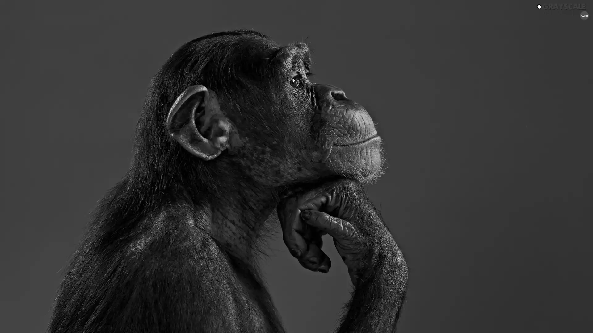 very sensible, chimpanzee, profile, Monkey