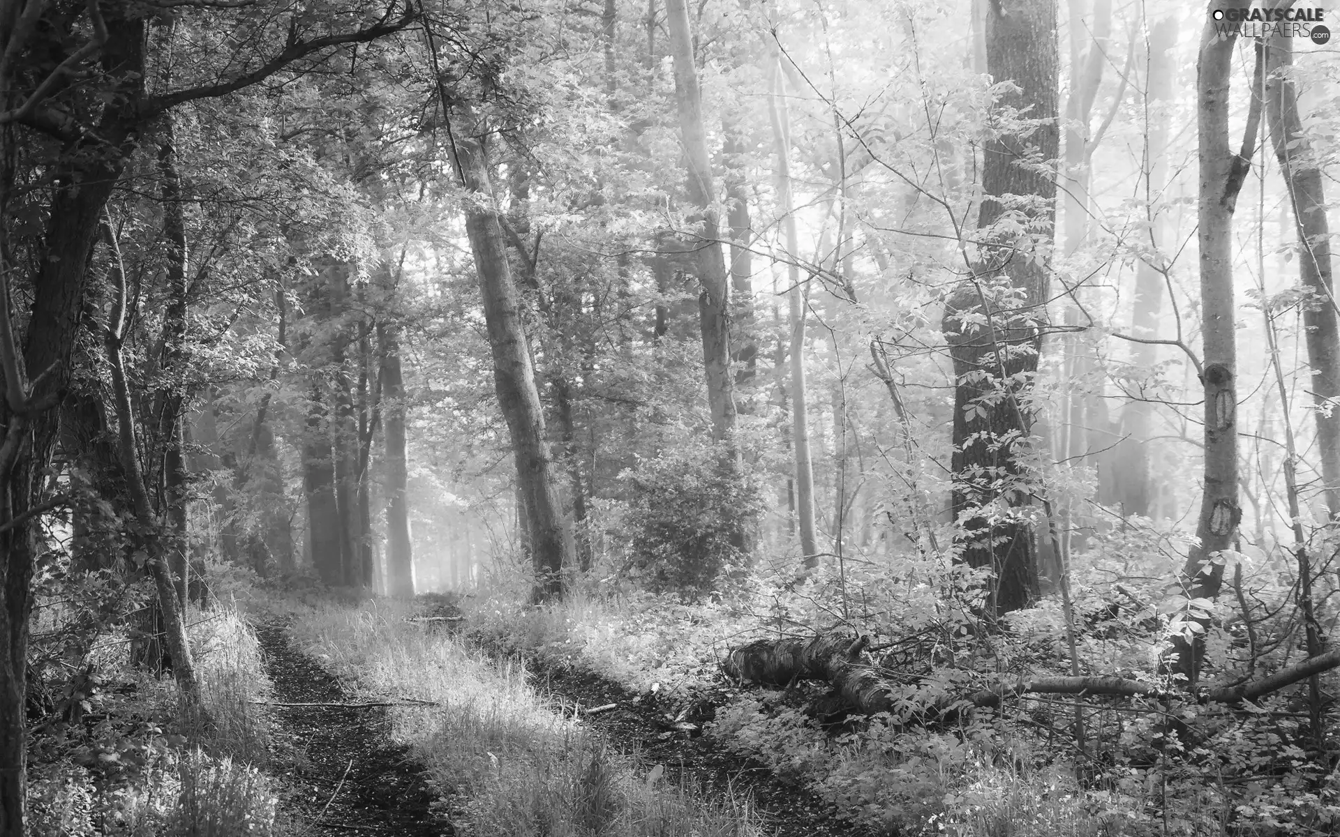 Fog, Przebijające, luminosity, ligh, flash, Way, forest, sun