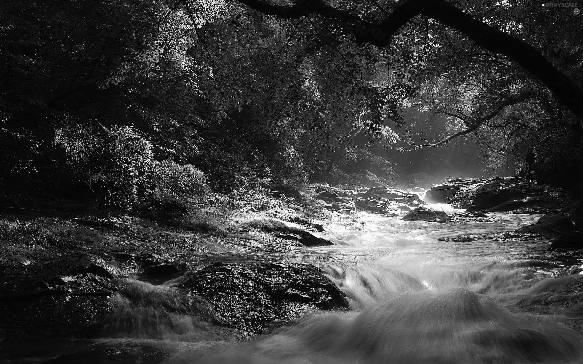 forest, Przebijające, luminosity, ligh, flash, rocks, River, sun