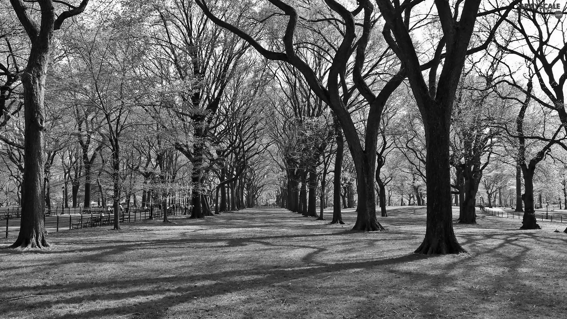 grass, Przebijające, luminosity, ligh, flash, Alleys, Park, sun