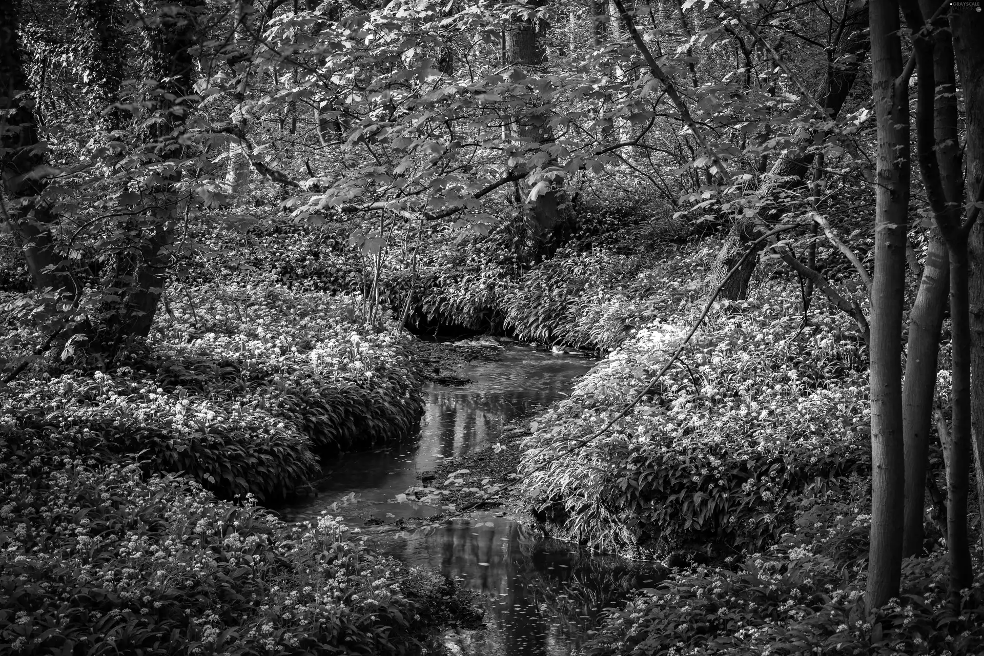 stream, Przebijające, luminosity, ligh, flash, forest, Spring, sun