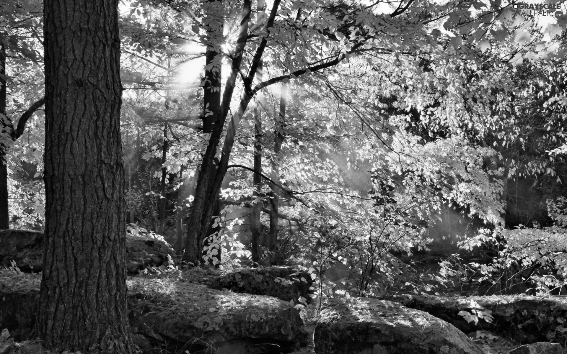 trees, Przebijające, luminosity, ligh, flash, Autumn, forest, sun