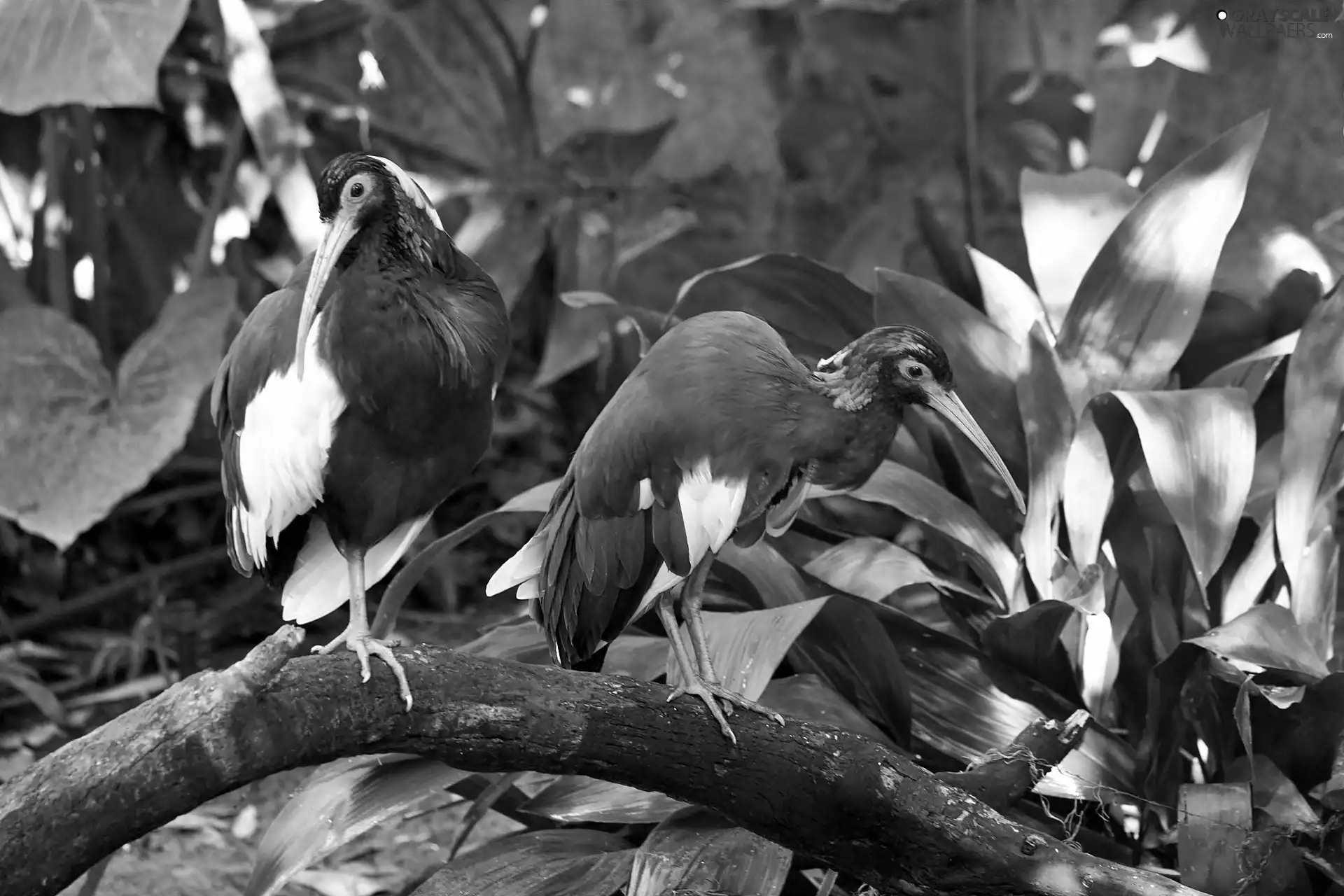 VEGETATION, Przebijające, luminosity, ligh, flash, Malagasy, ibises, sun