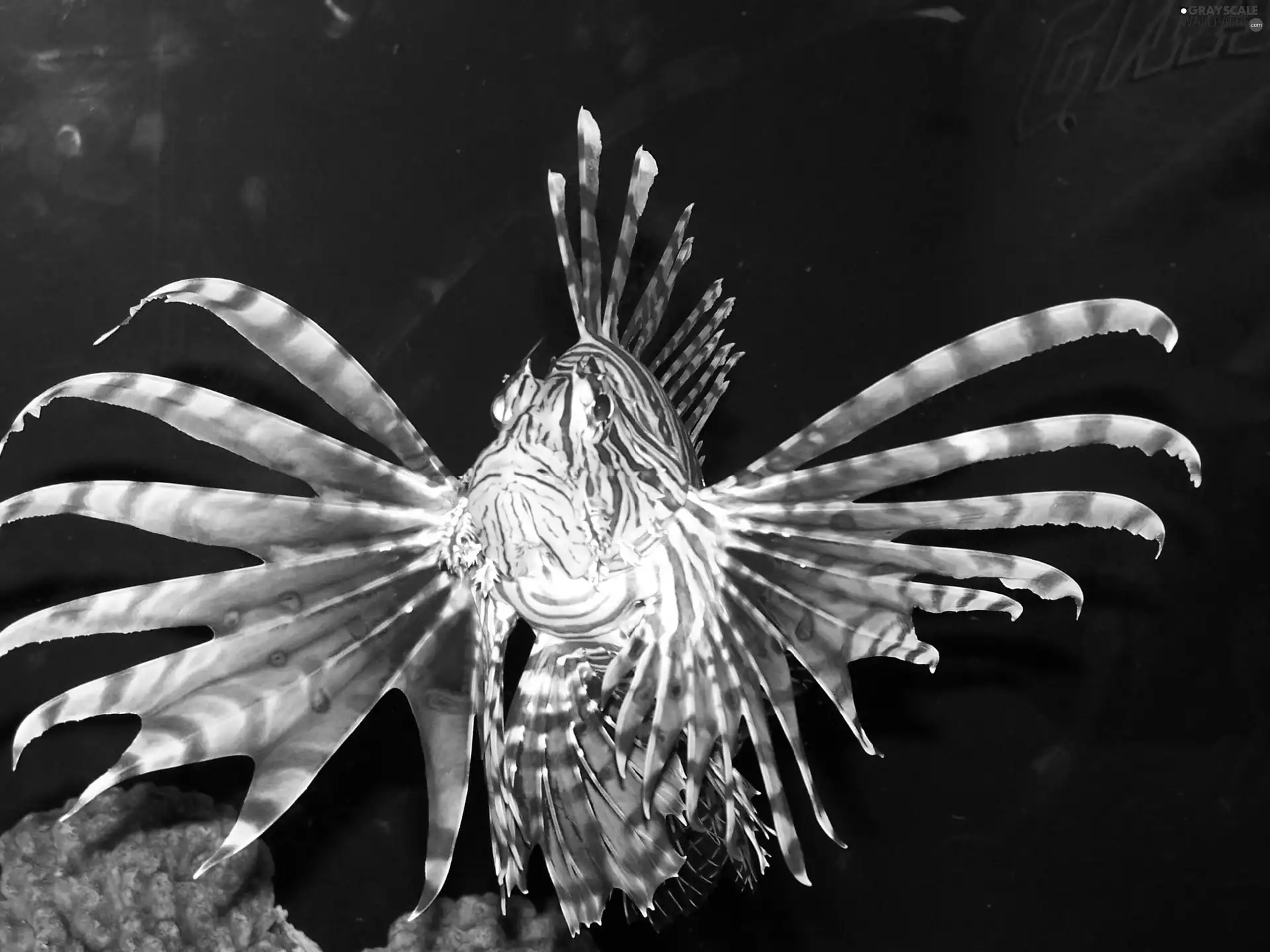 fish, Pterois