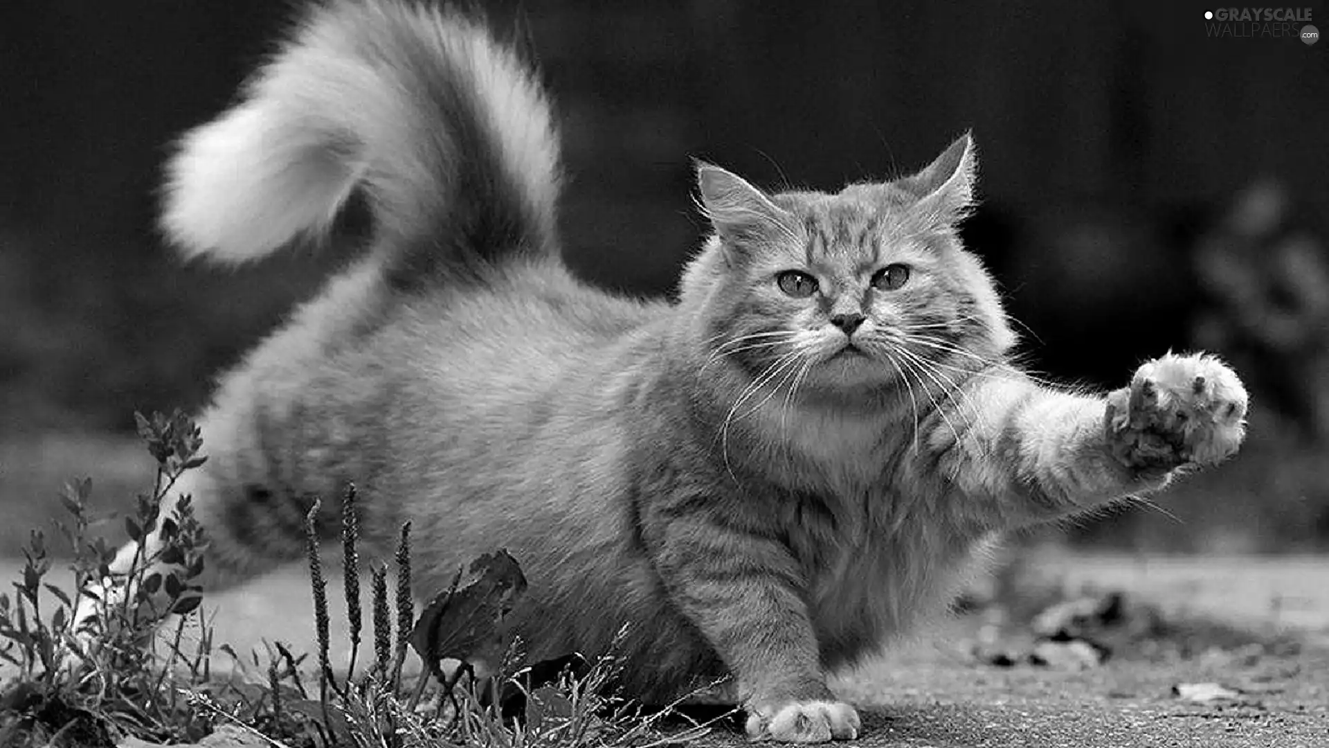 hitch-hiker, cat, pud