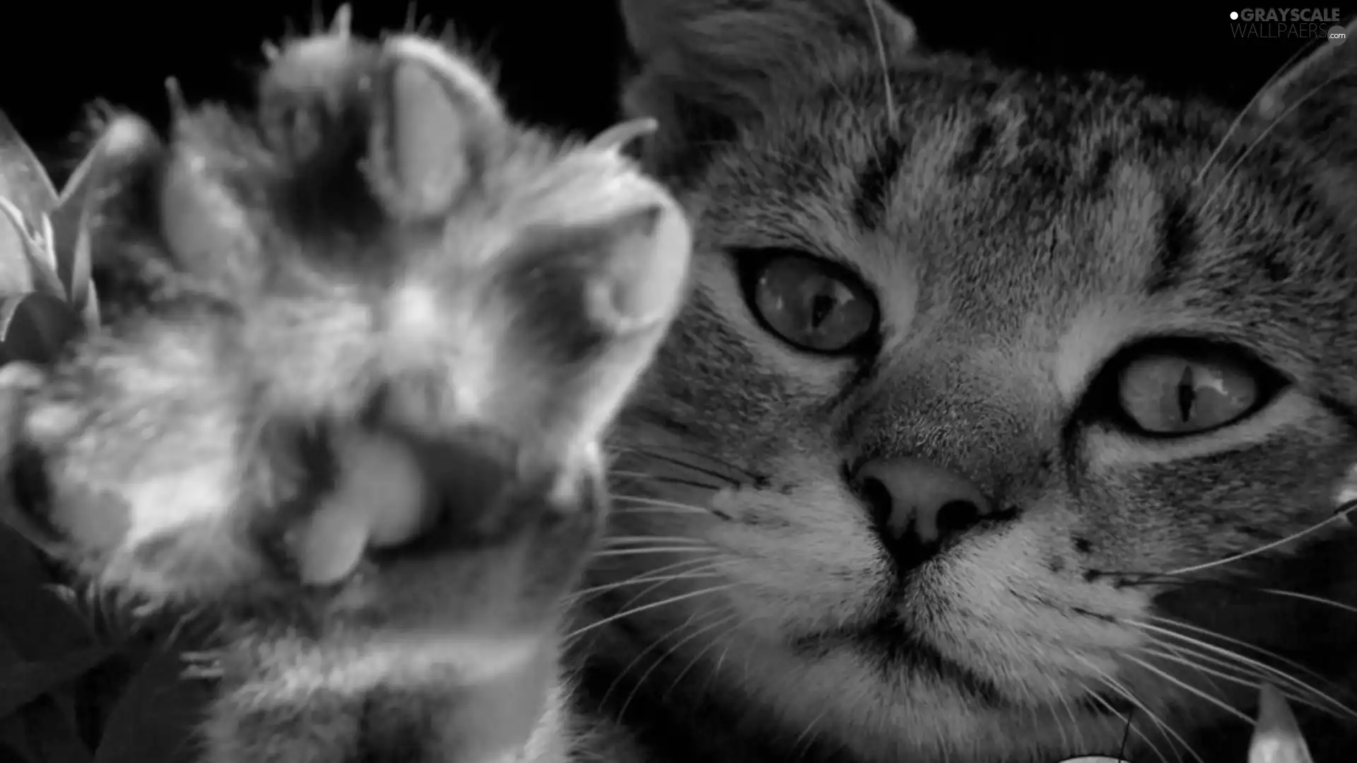 kitten, pud