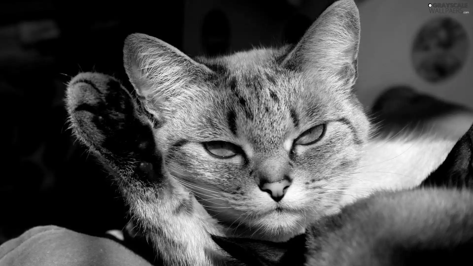 kitten, pud