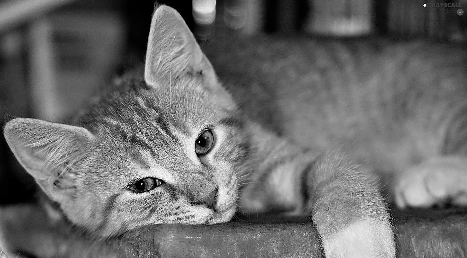 pud, lying, kitten