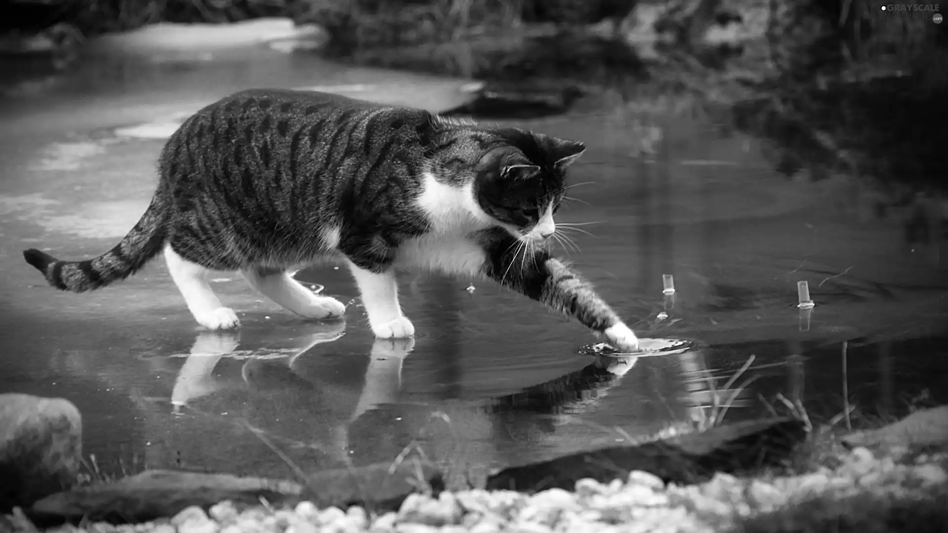 puddle, cat, dachshund