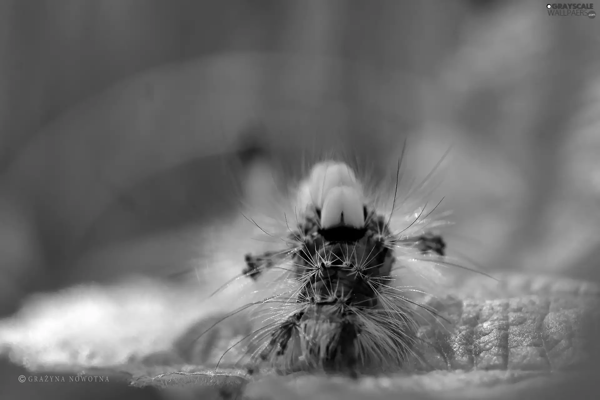 caterpillar, Calliteara Pudibunda