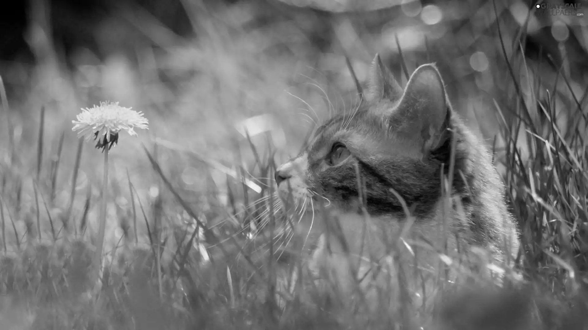 puffball, grass, cat, Meadow, ginger