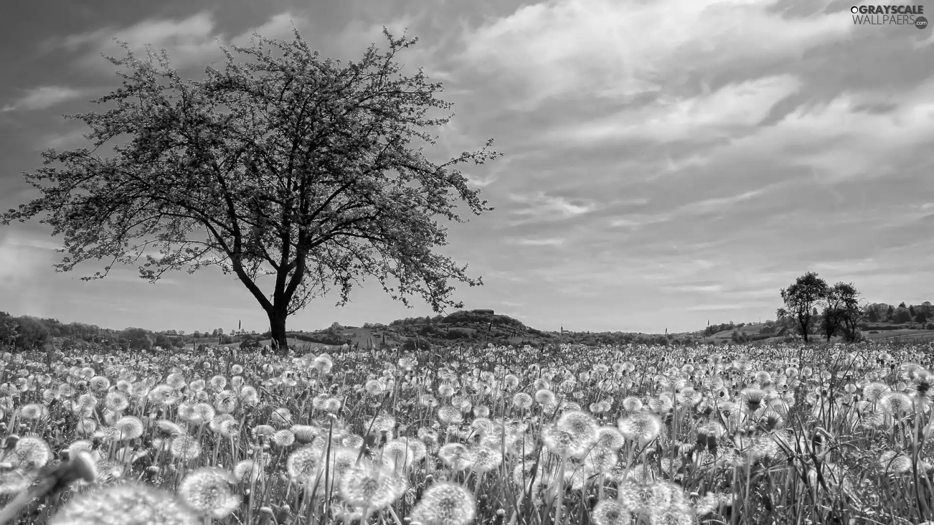 puffball, Meadow, trees, Sky, sow-thistle, grass