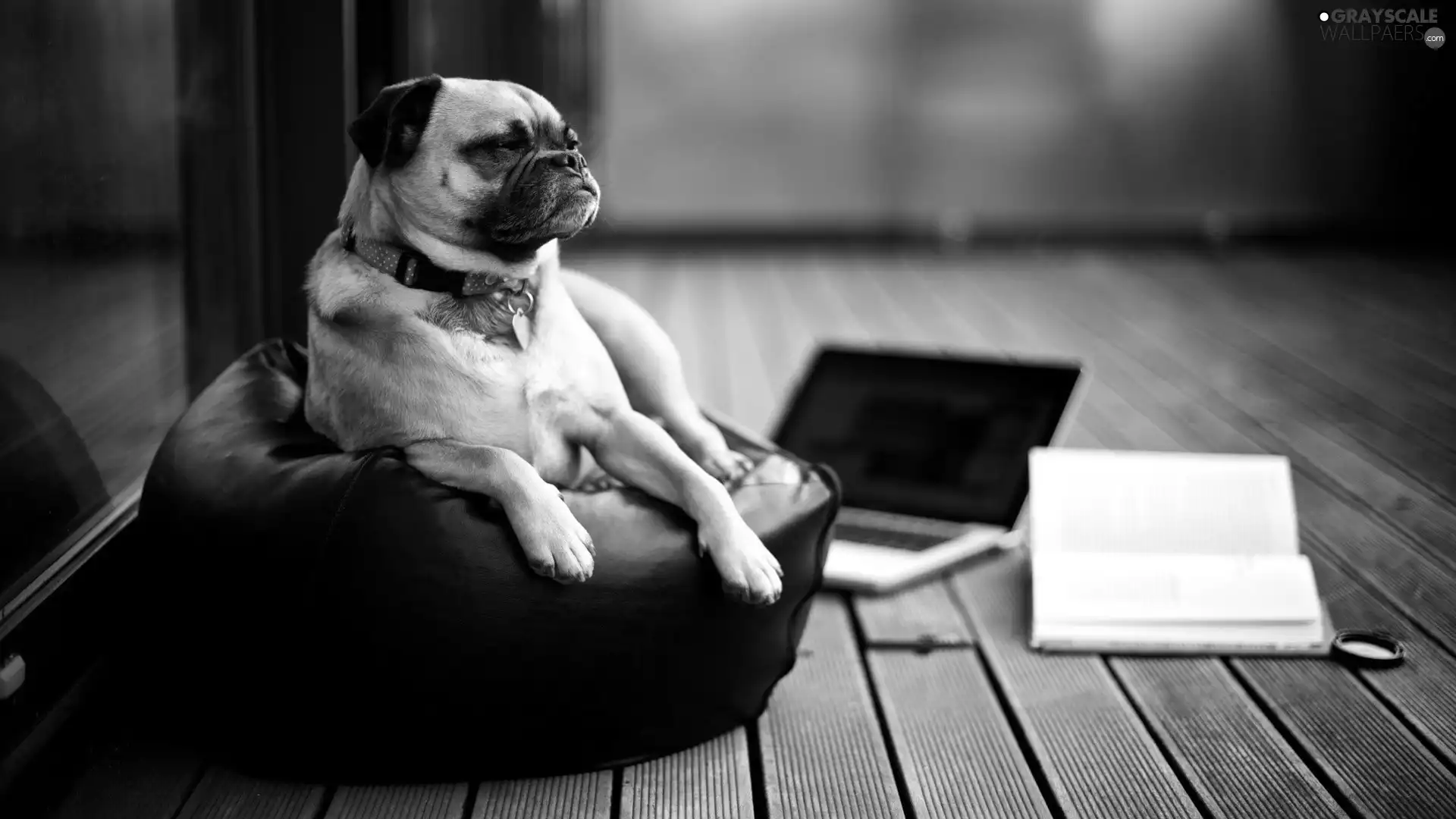 pug, Book, PC