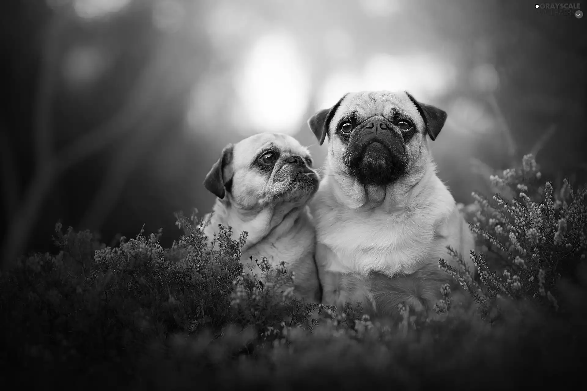 pugs, heather