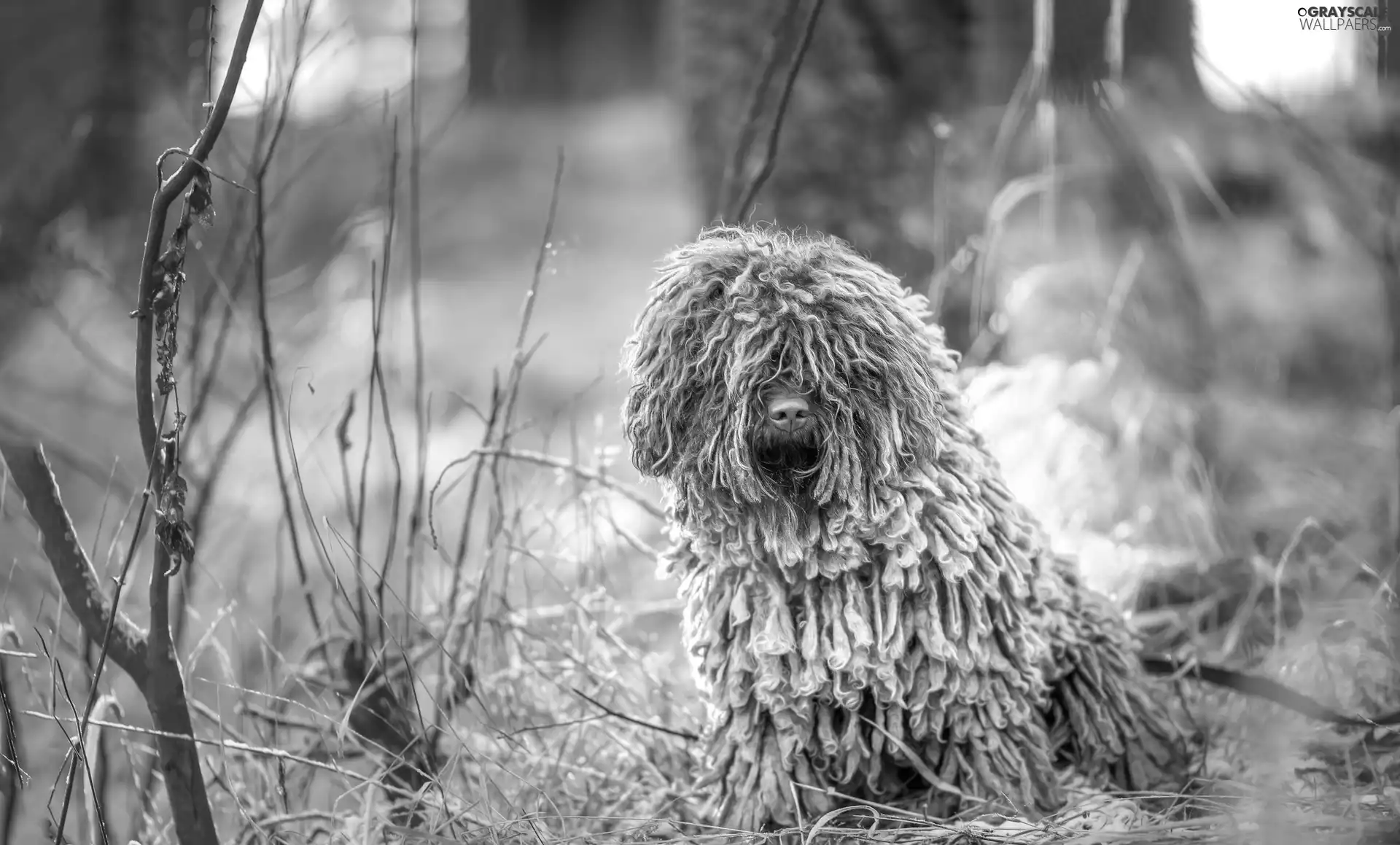 branch pics, Bush, Puli, grass, dog