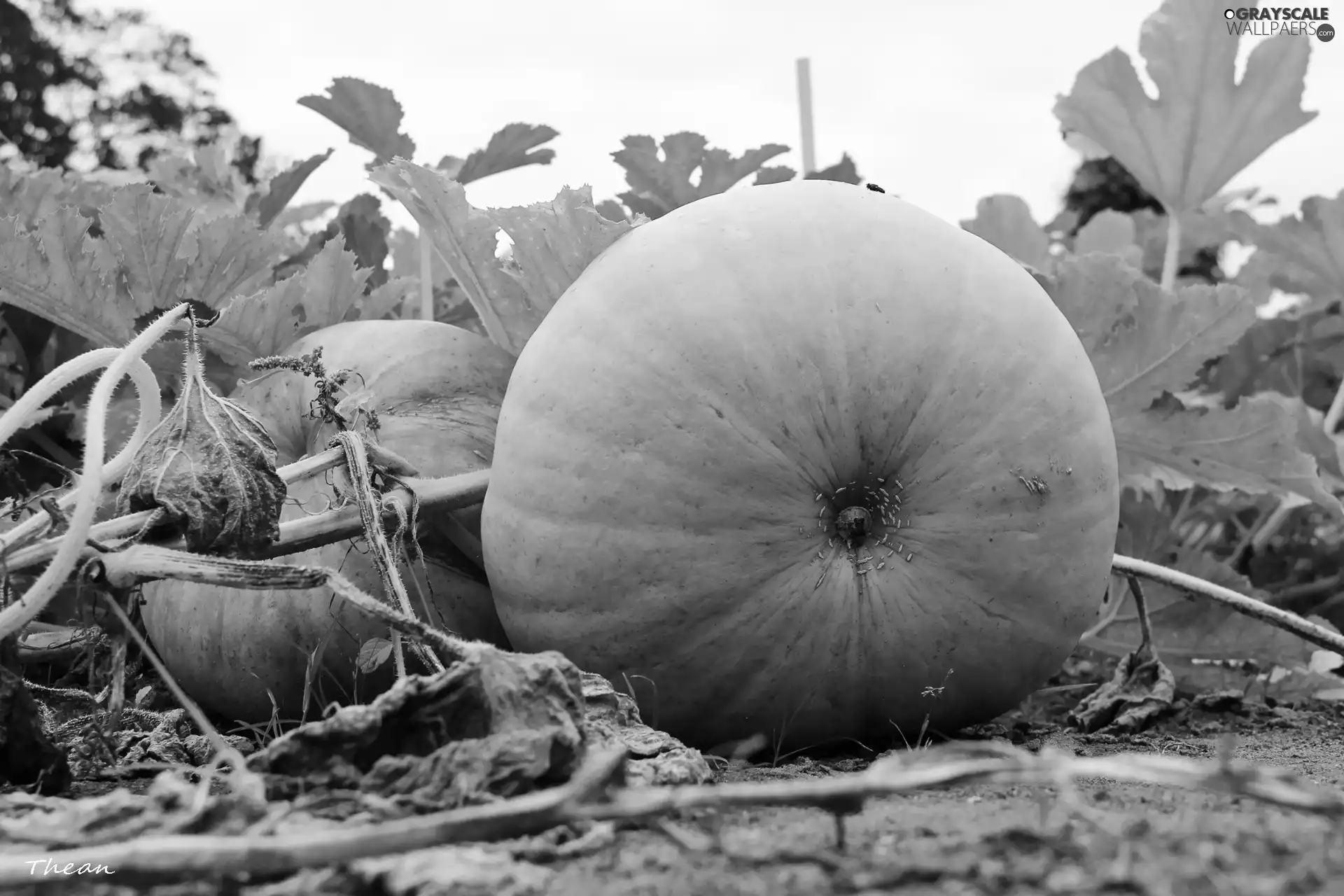 high, pumpkin