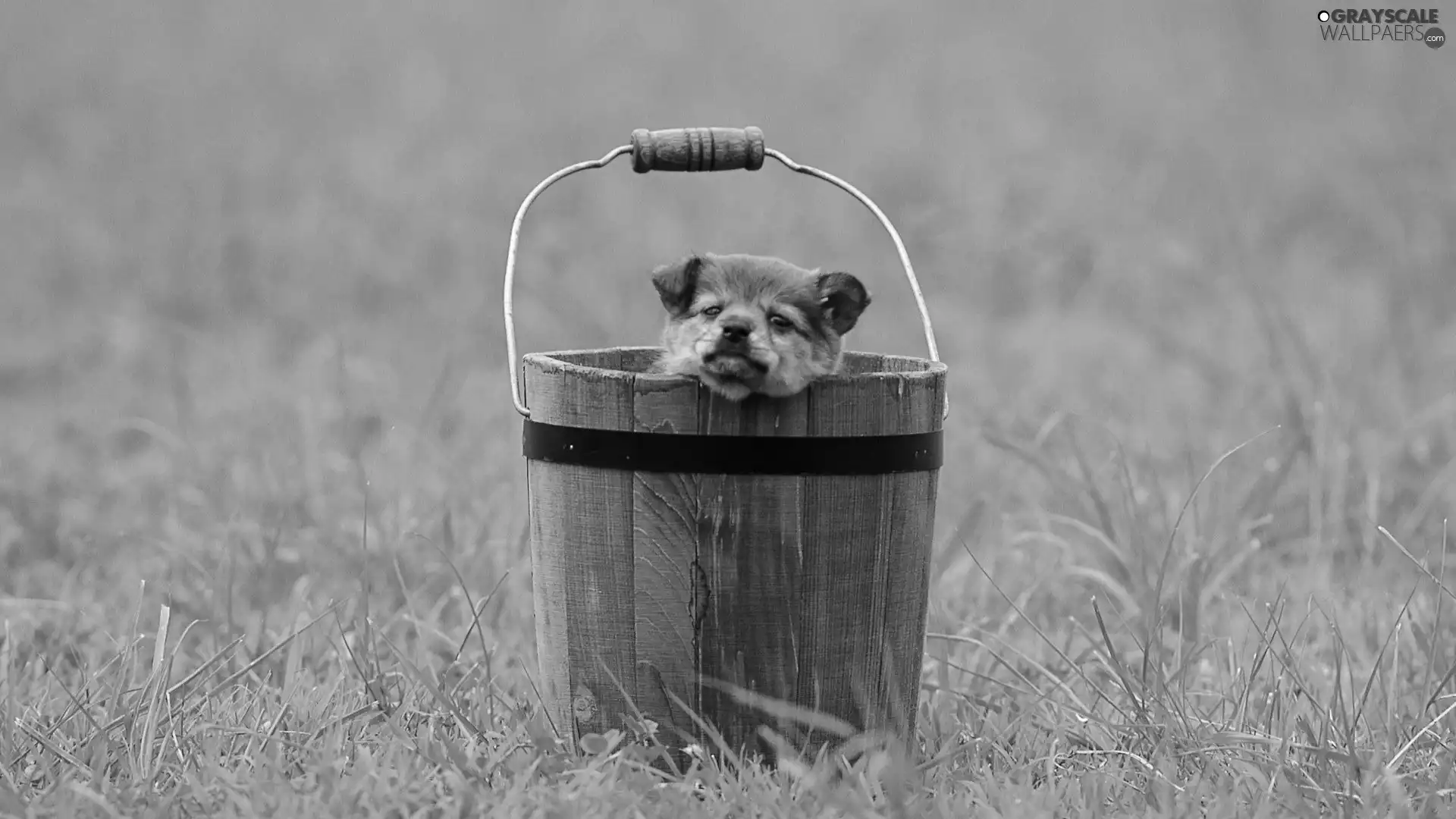 Green, Bucket, puppie, grass