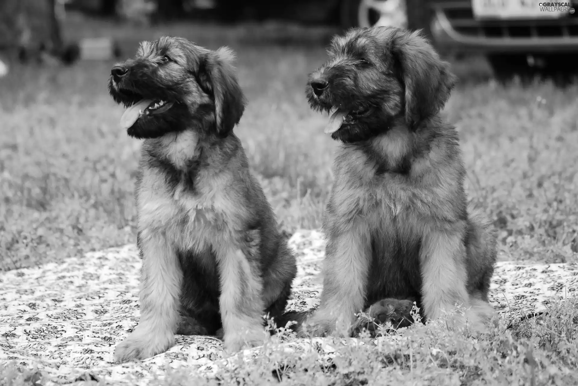 Shepherd French Briard, puppies