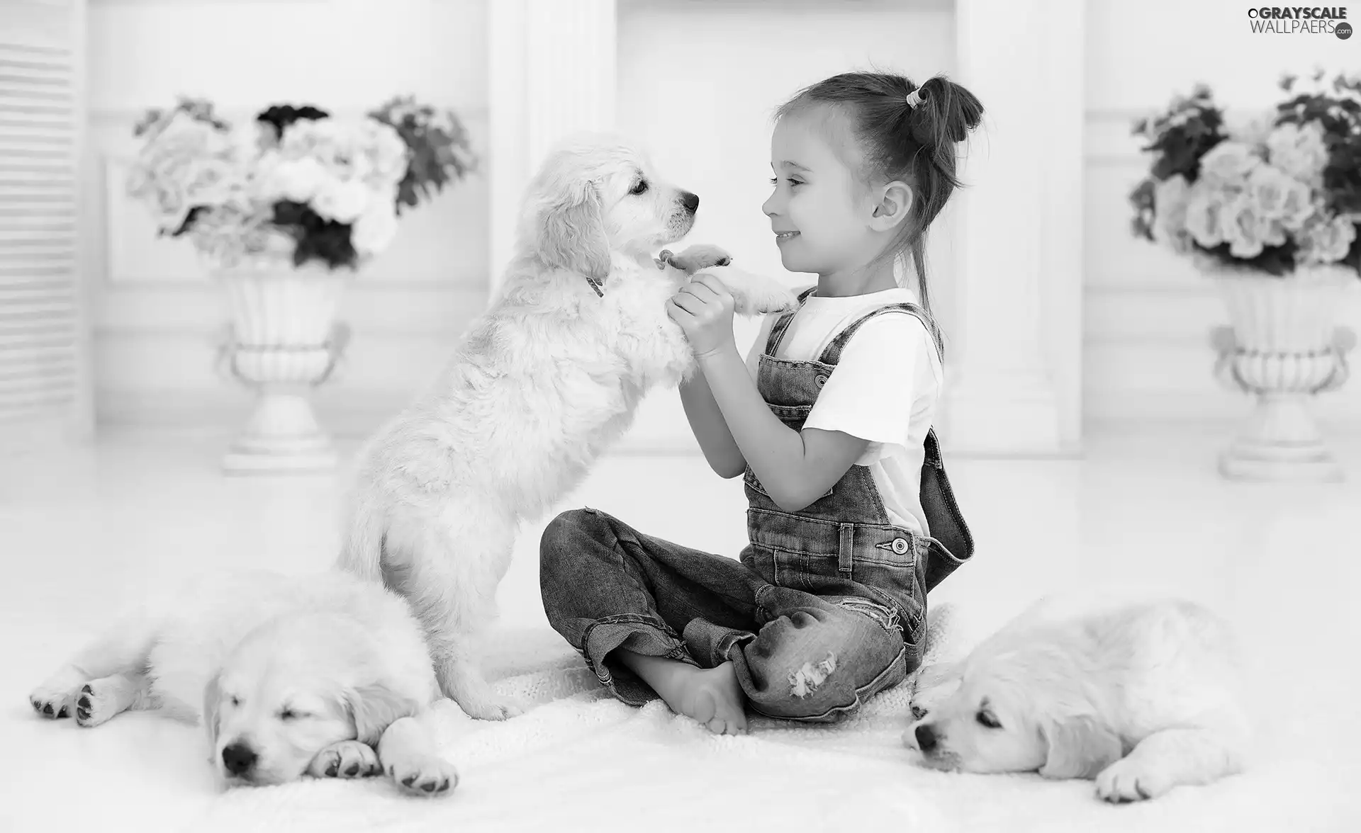 girl, puppies, Golden Retrievery, Three