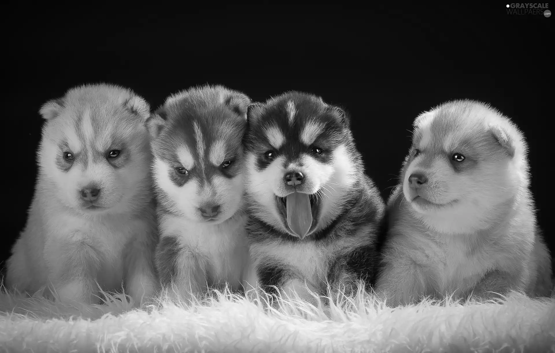 Siberian Husky, sweet, Puppies