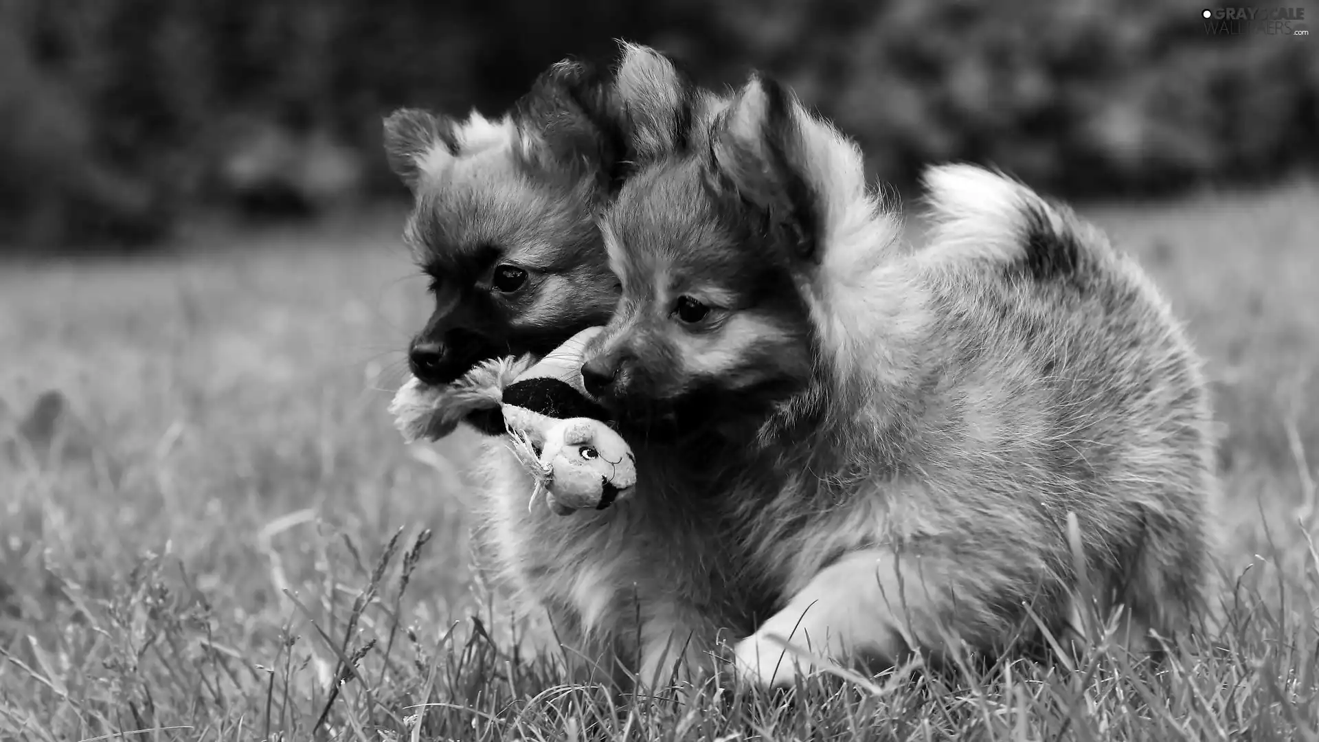 Miniature Spitz, sweet, plush, puppies, Two cars, grass, toy