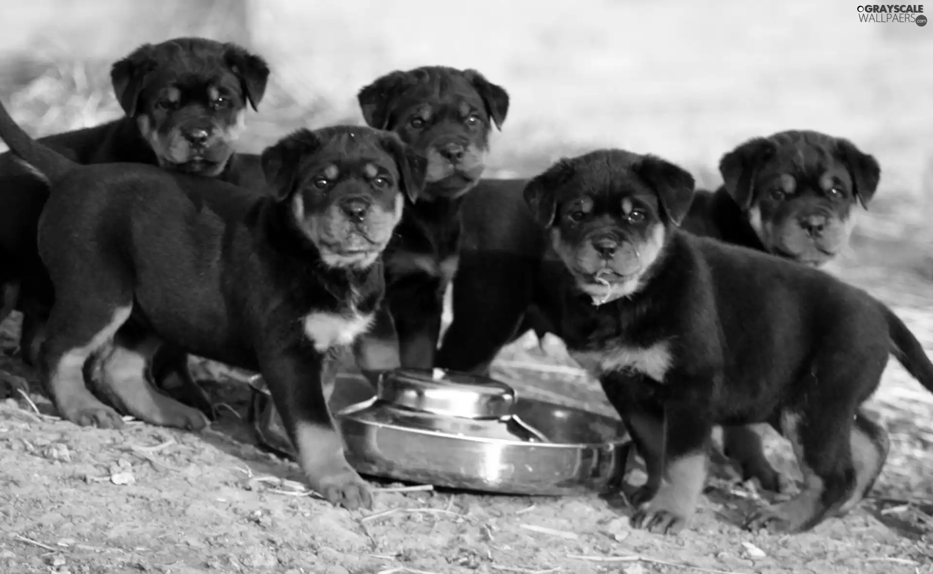 Rottweiler, puppies