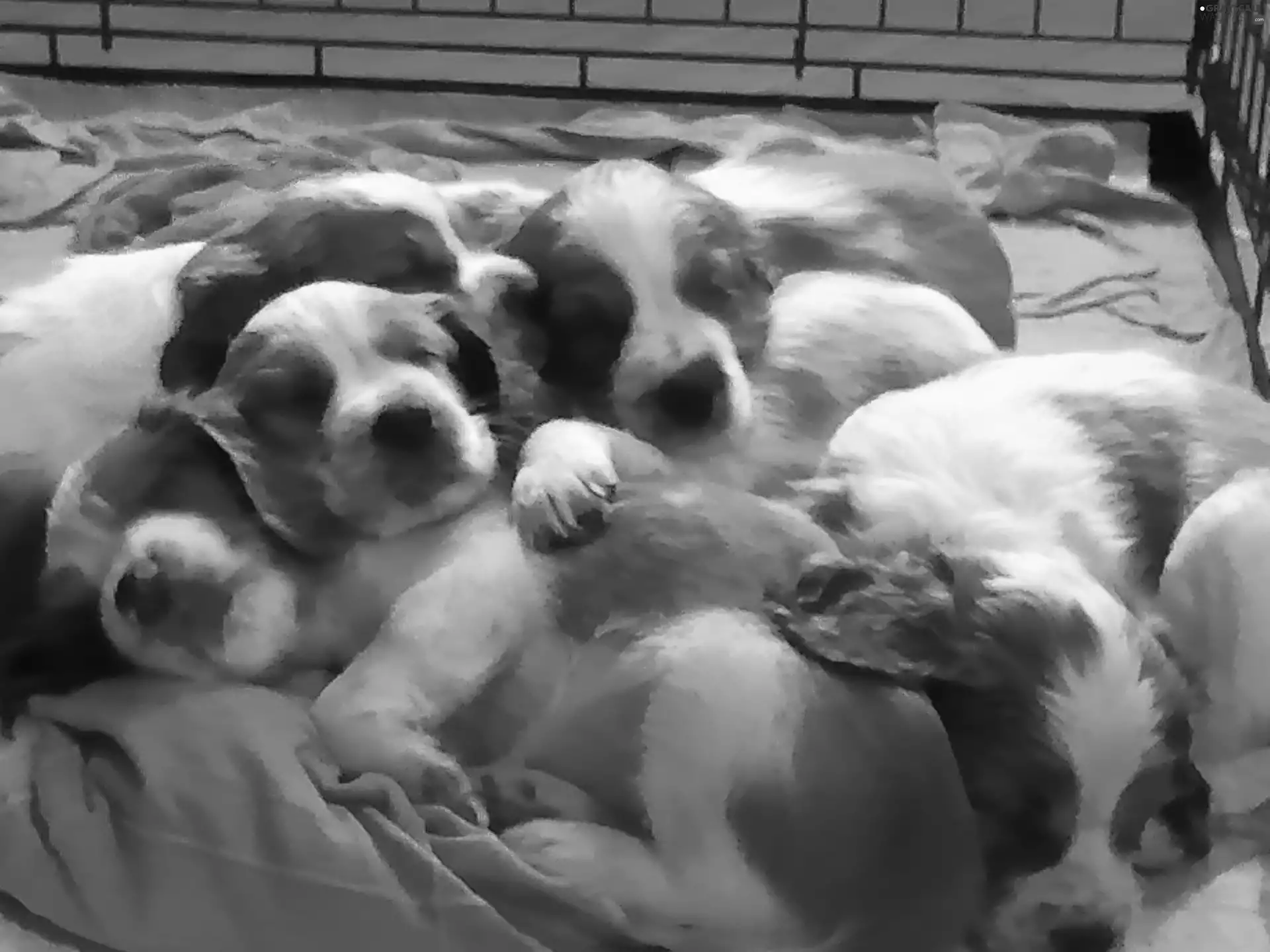 Welsh Springer Spaniel, sweet, puppies