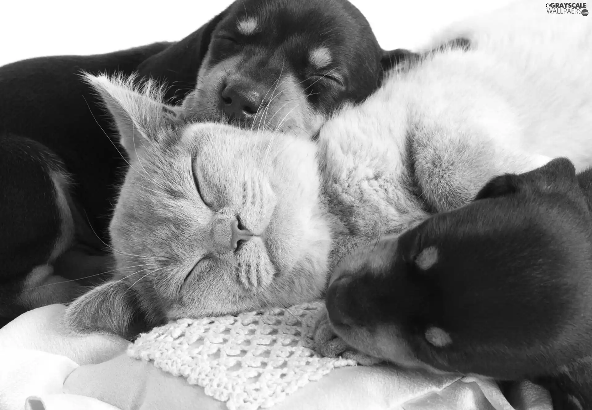 puppies, sweet, cat, puppies, sleepy