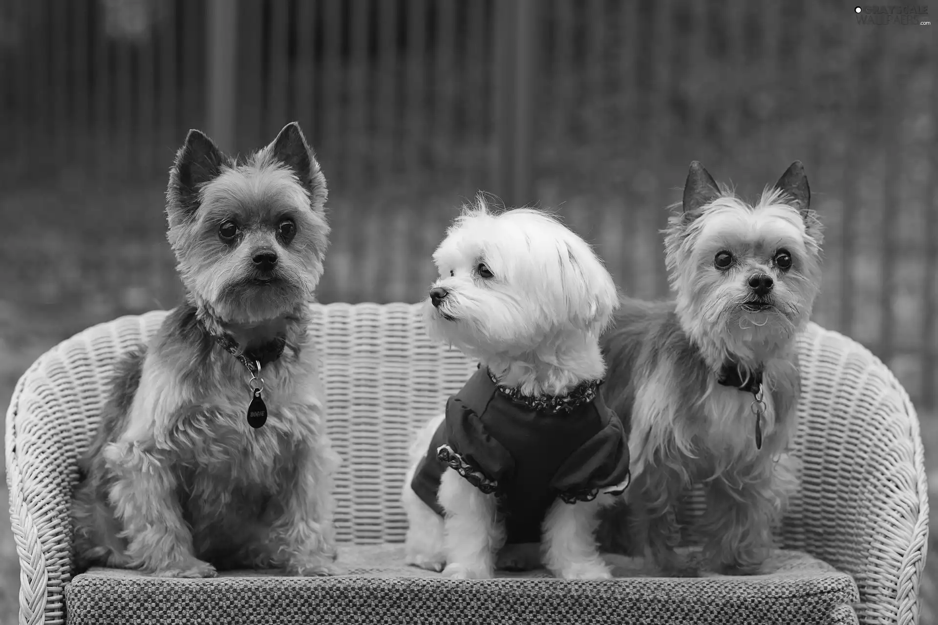 puppies, Three, sweet