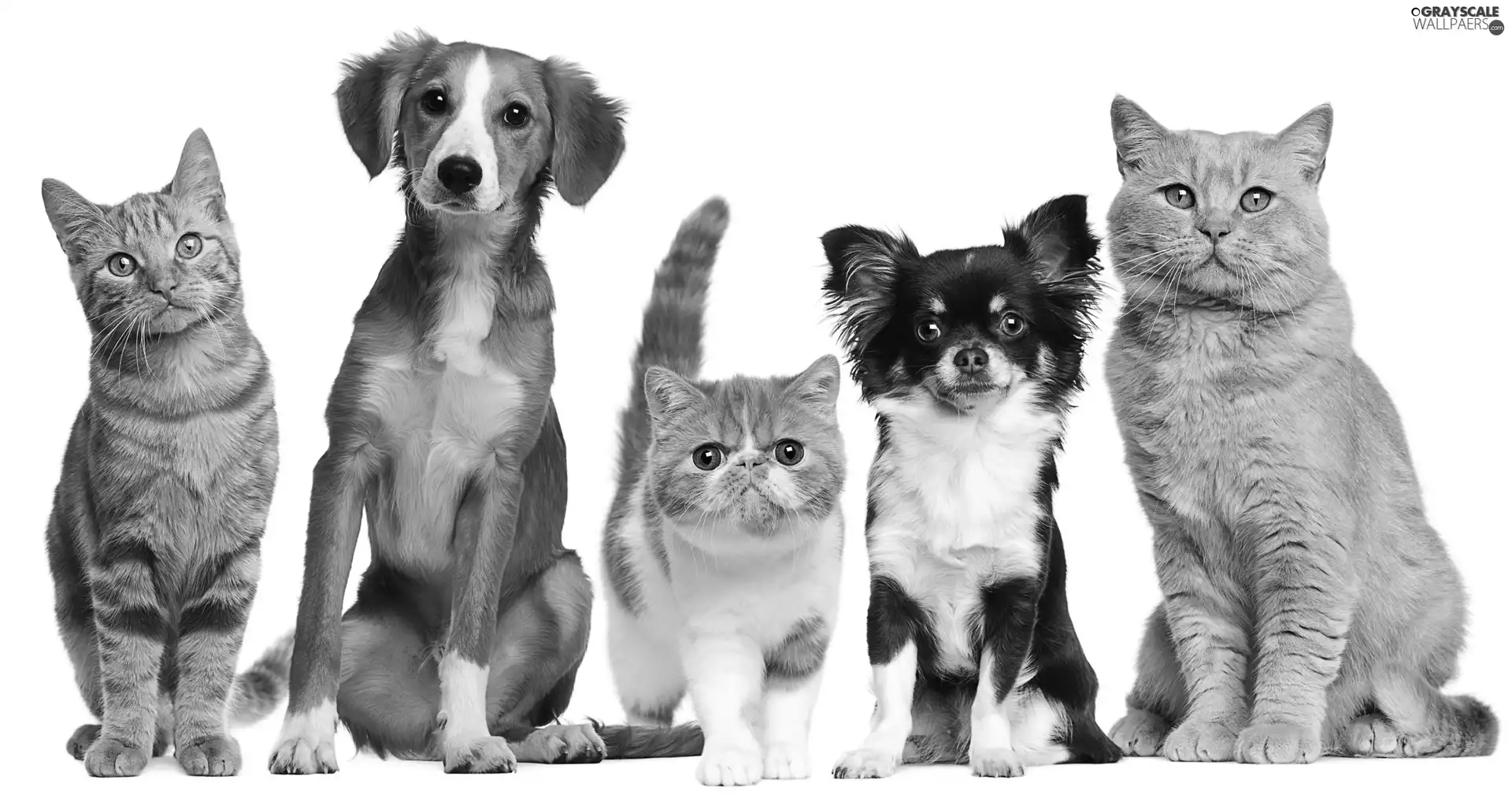 Three, Two cars, puppies, puss