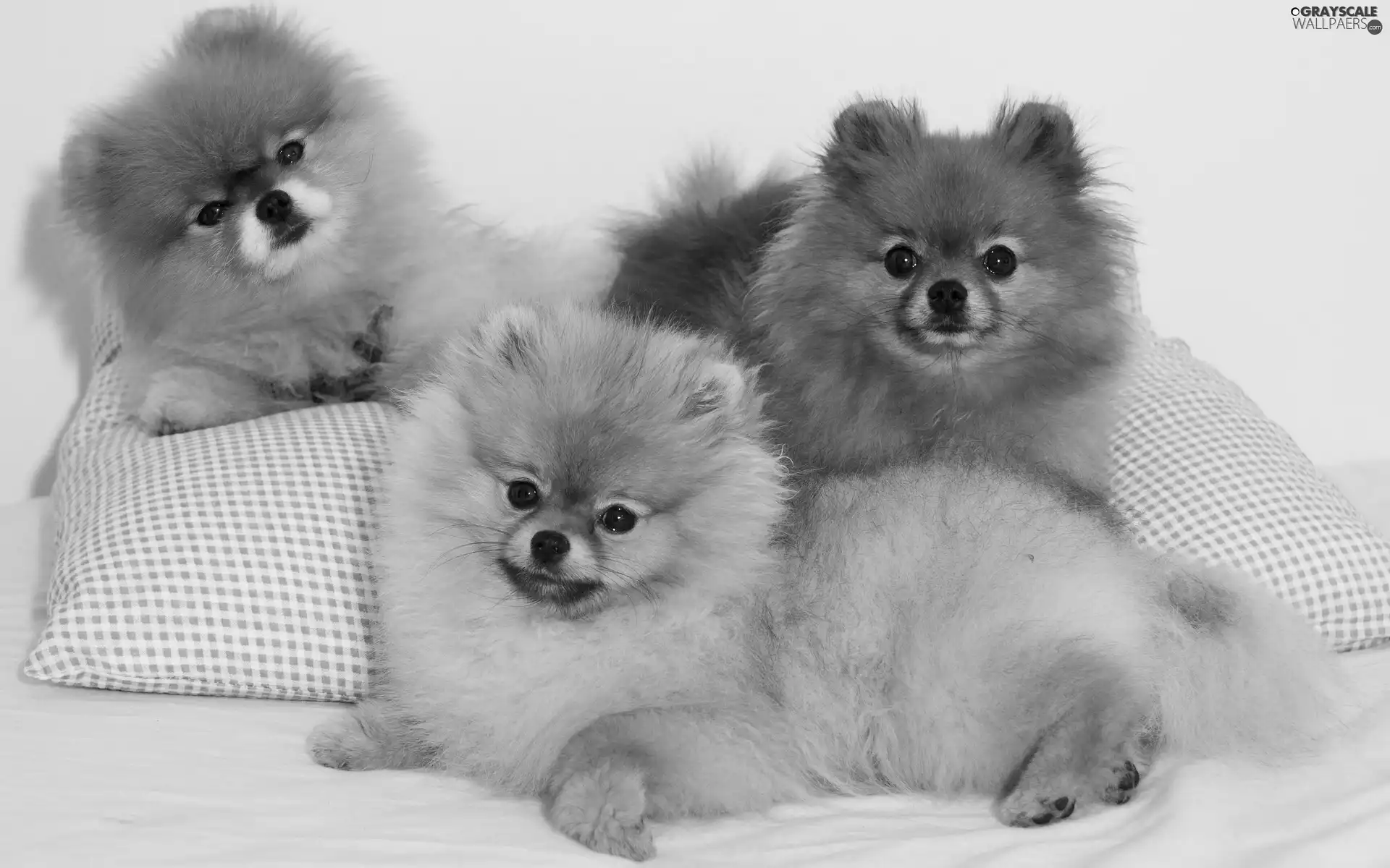 Spitz, Three, puppies