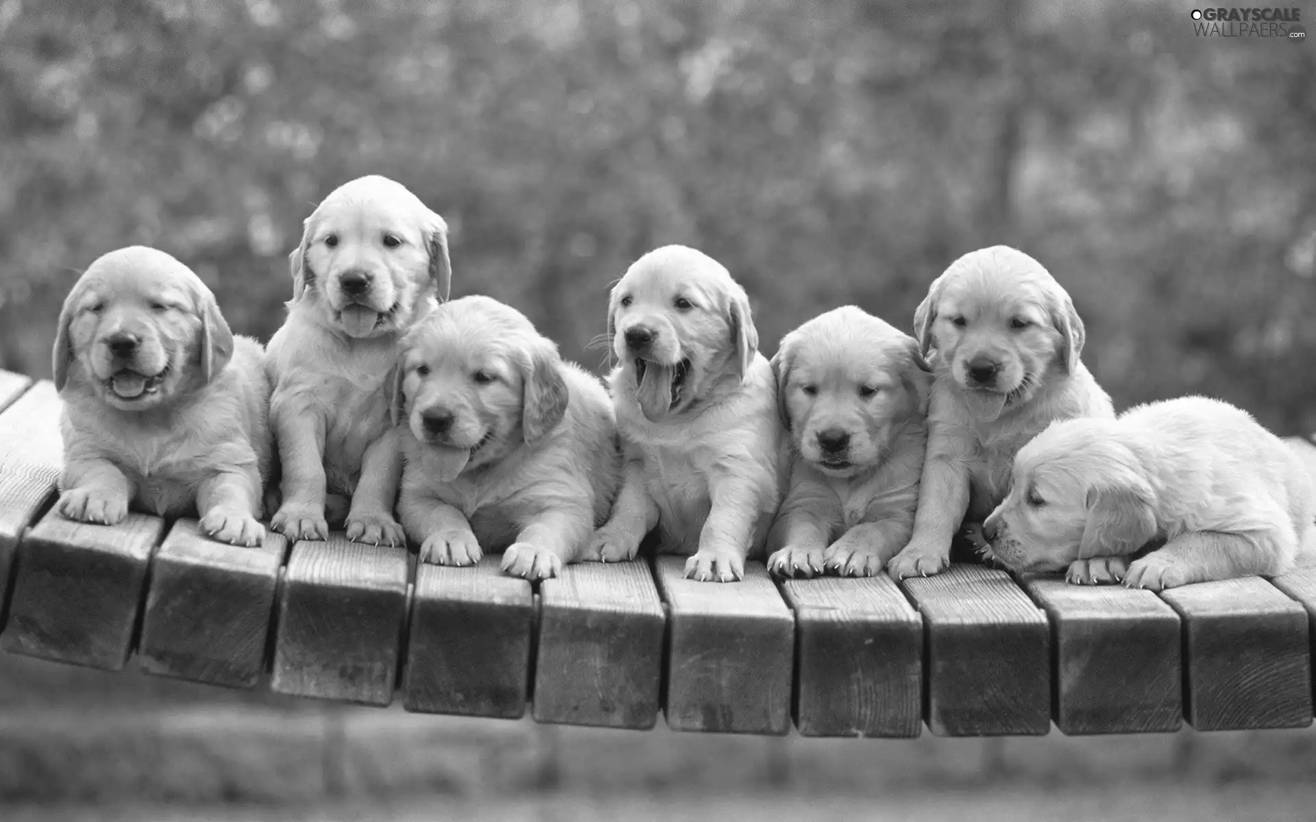 puppies, Seven, tired