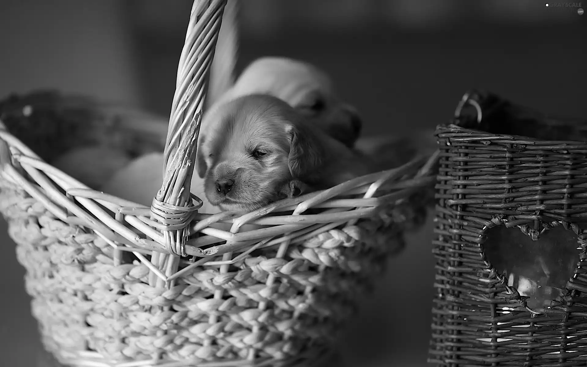 Two cars, basket, Golden Retriever, Puppies