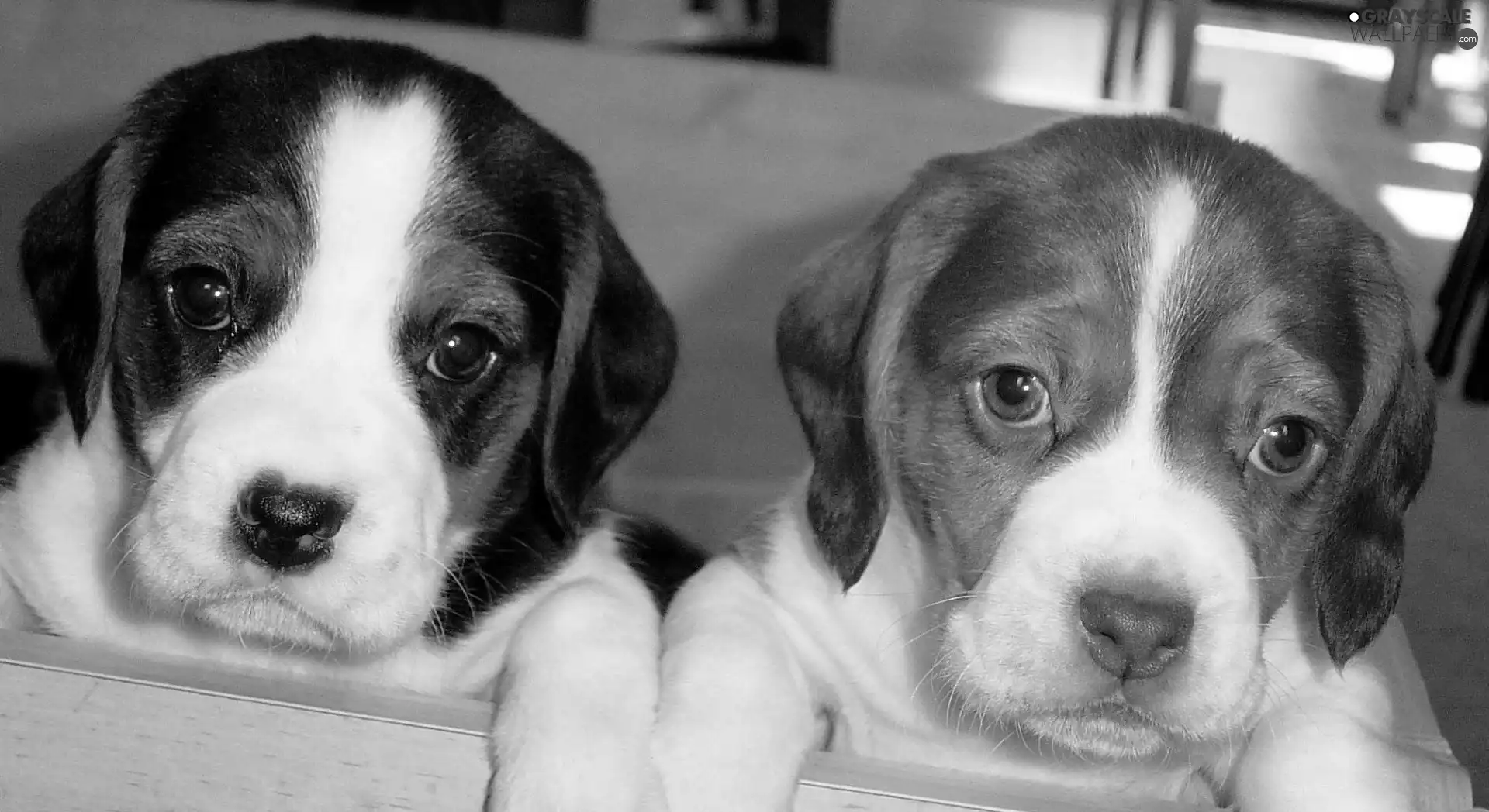 Beagle, Two cars, puppies