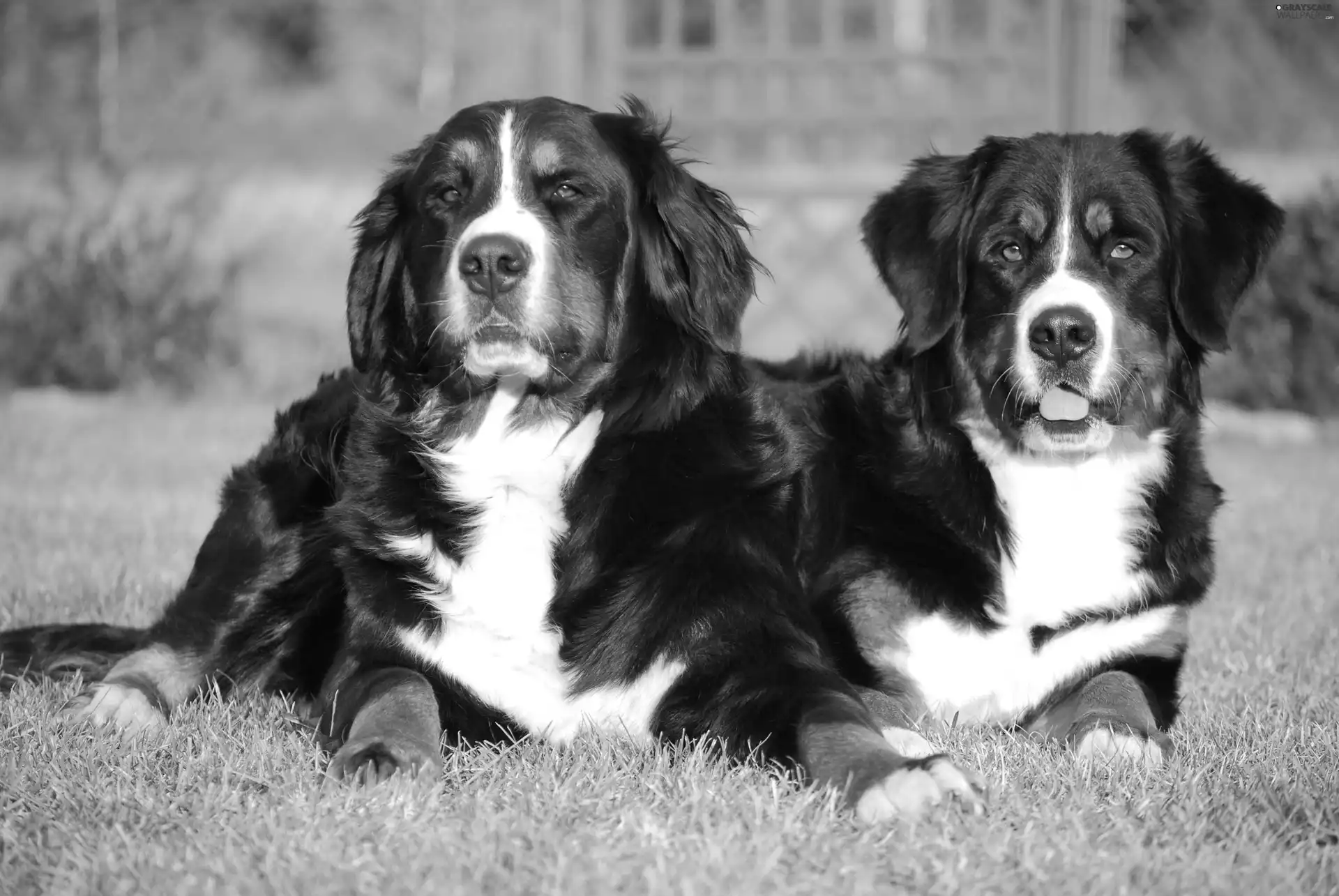 Bernese, Two cars, puppies