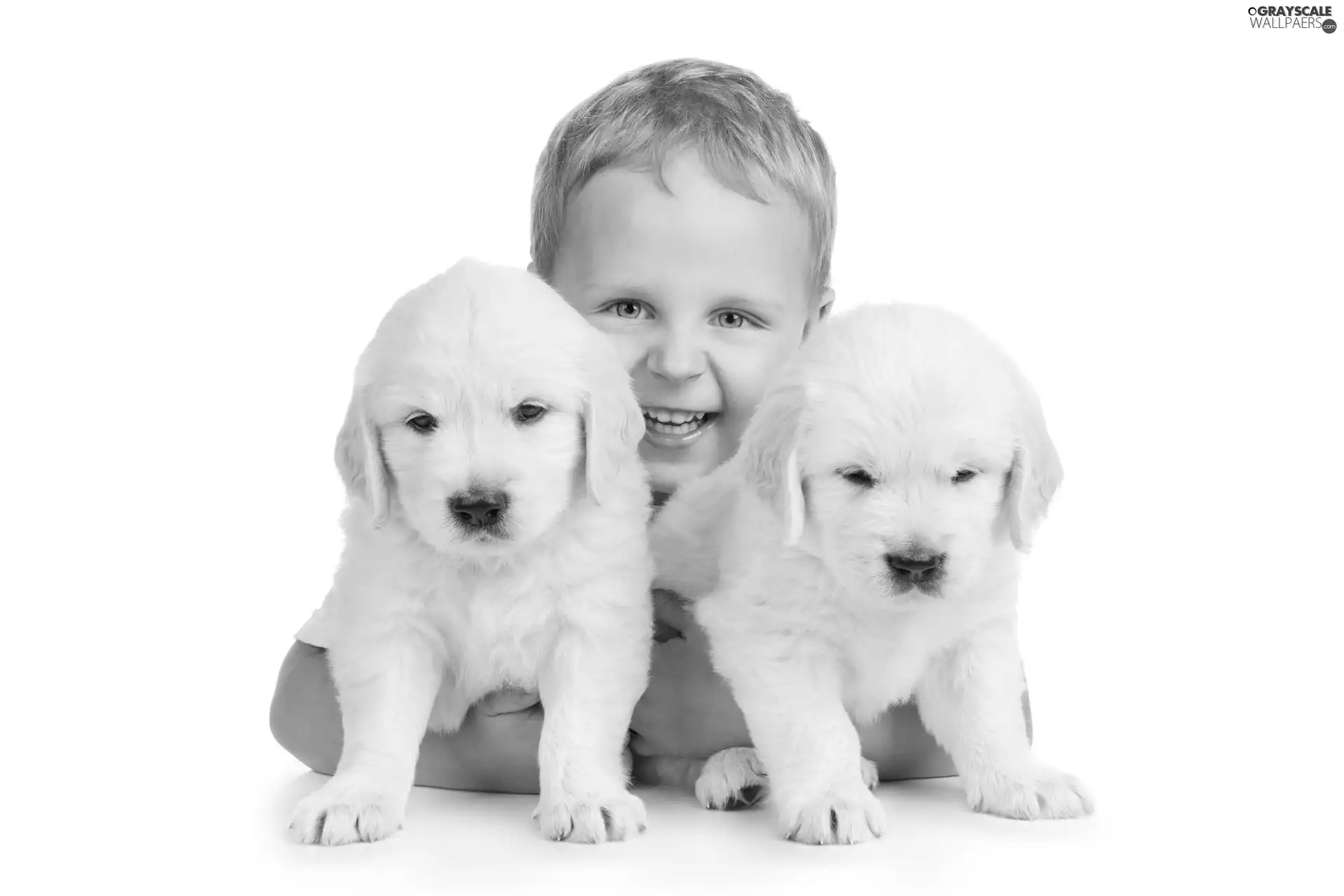 boy, White, puppies, Two cars