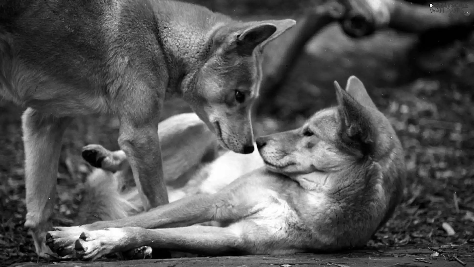 dingo, Two cars, puppies