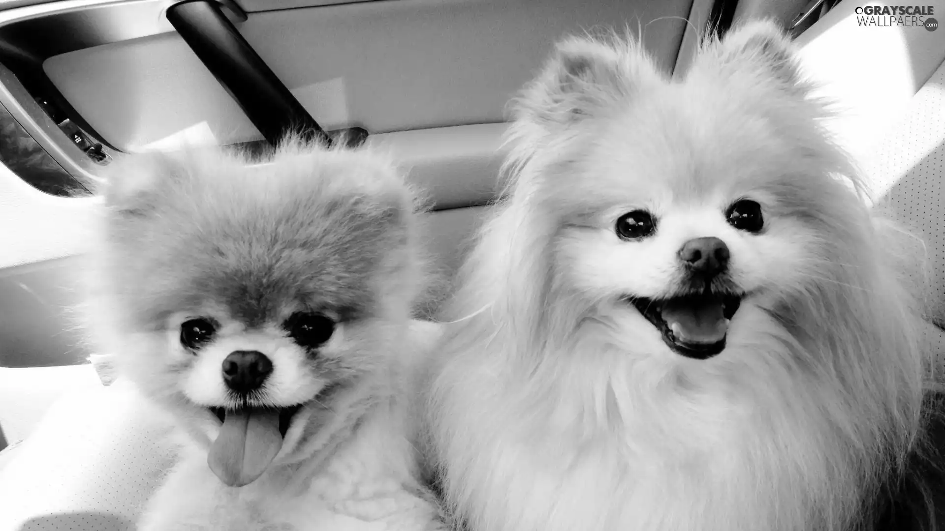 Miniature Spitz, Two cars, puppies