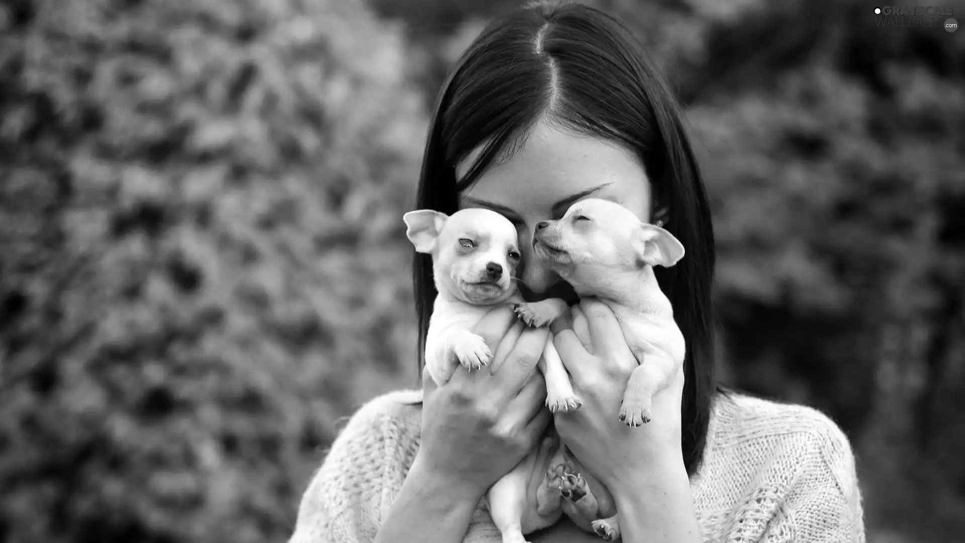 Women, White, puppies, Two cars