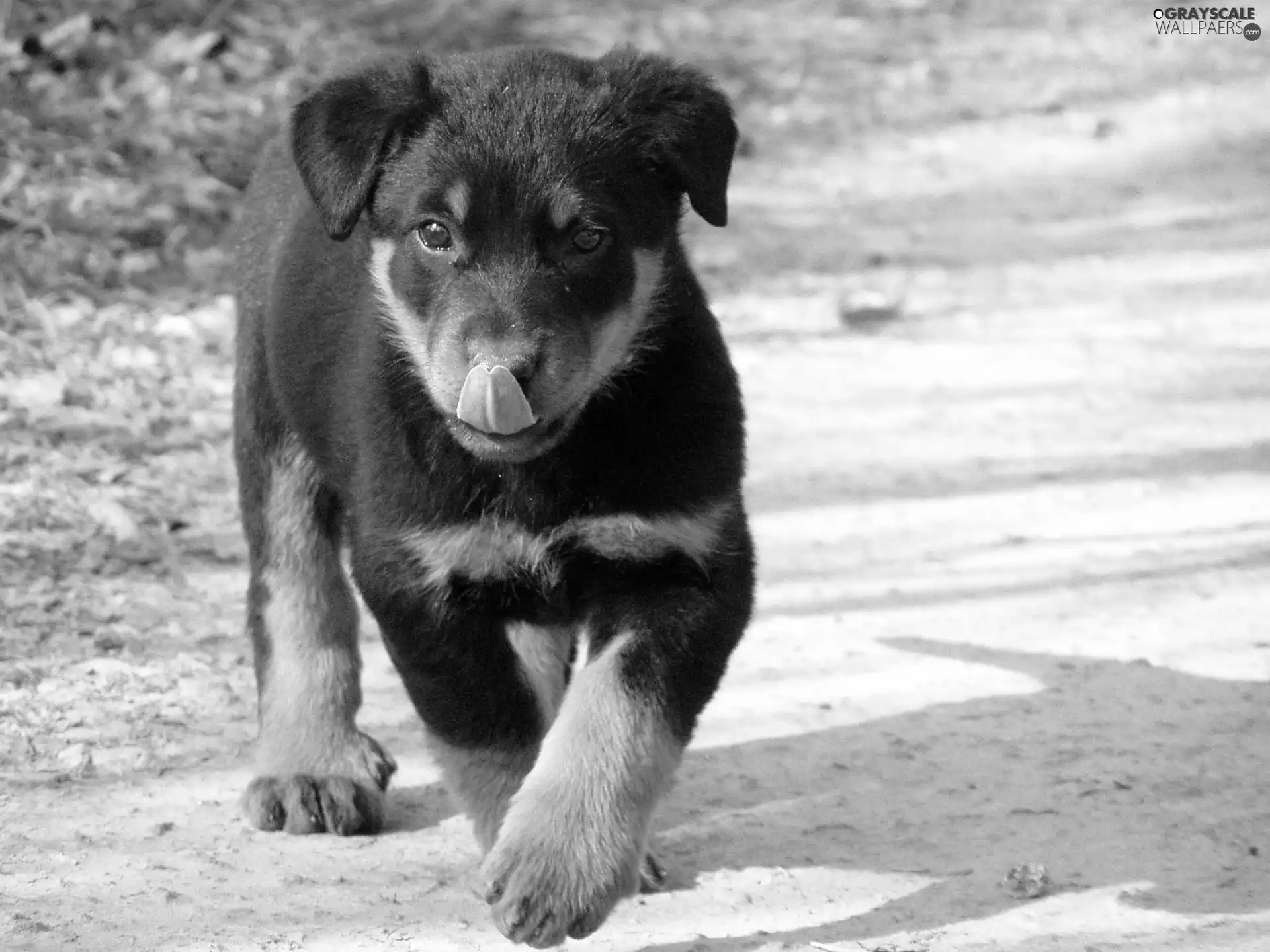 Rottweiler, honeyed, Puppy