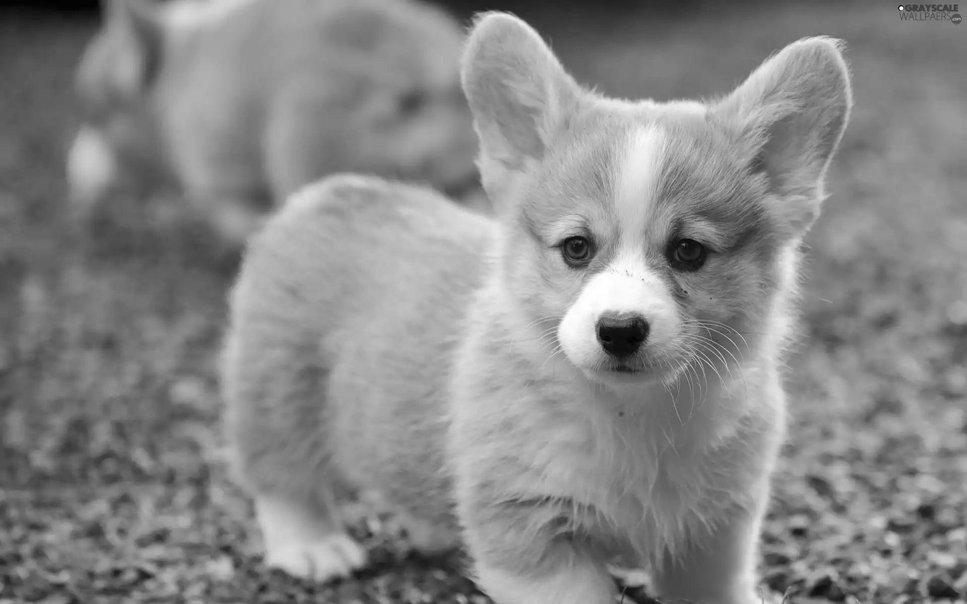 beautiful, Puppy