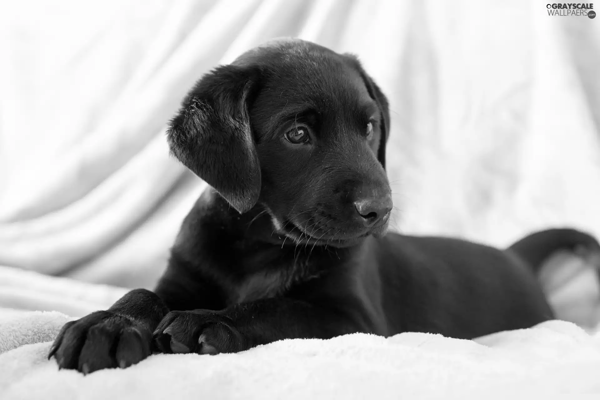 Black, Puppy