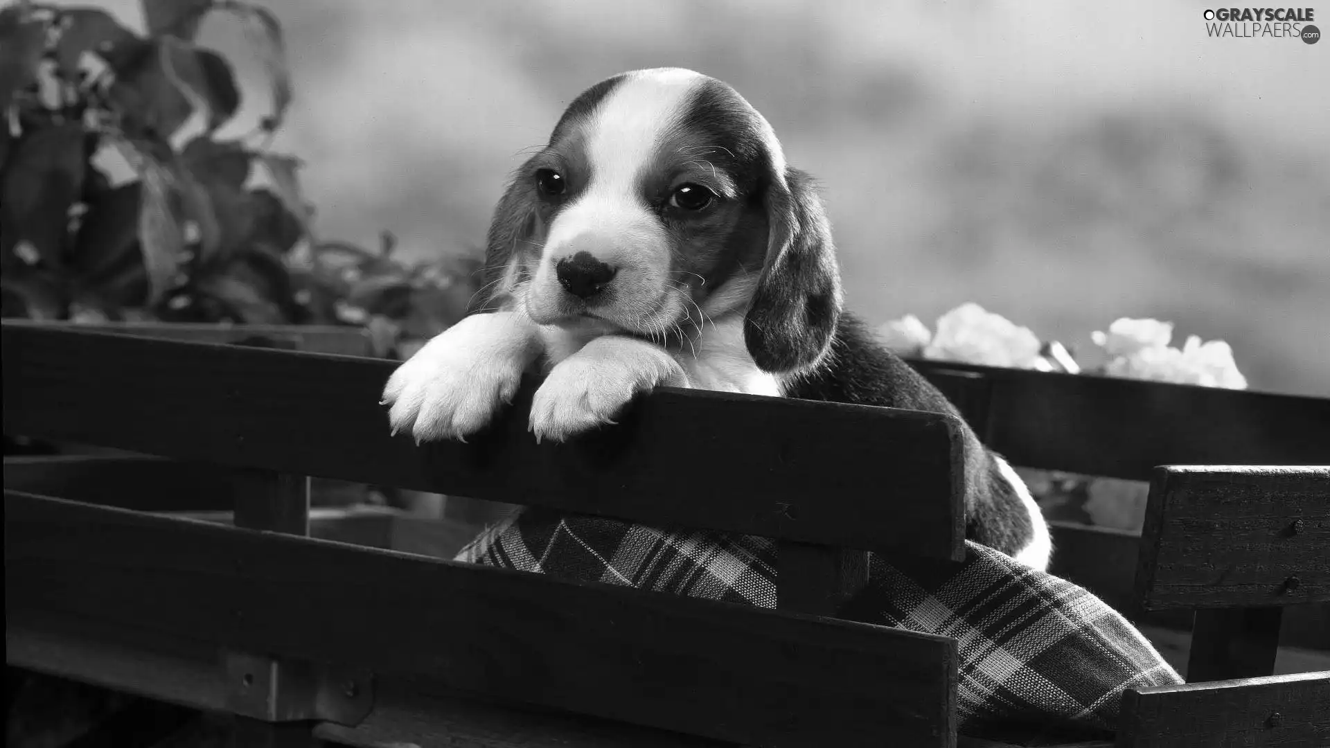 Puppy, trolley, Blanket