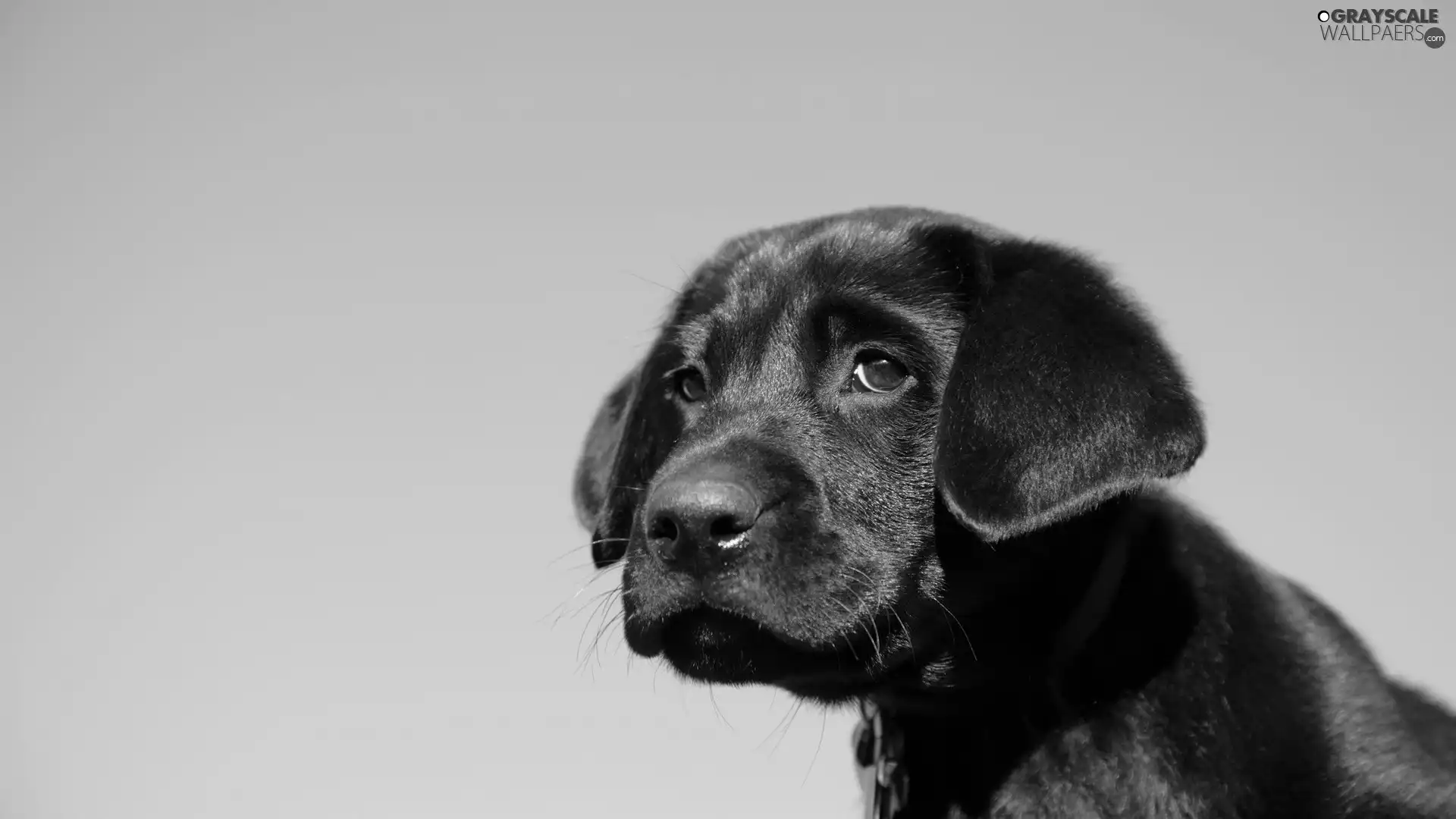 Black, Puppy, blue background, dog